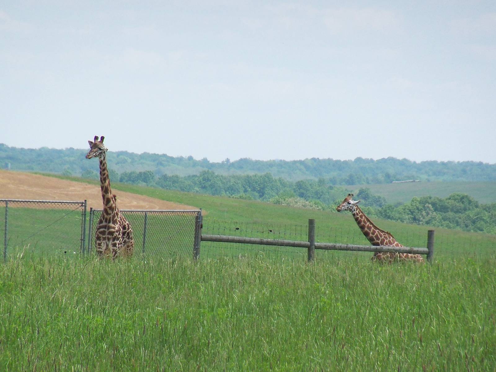Giraffes #1