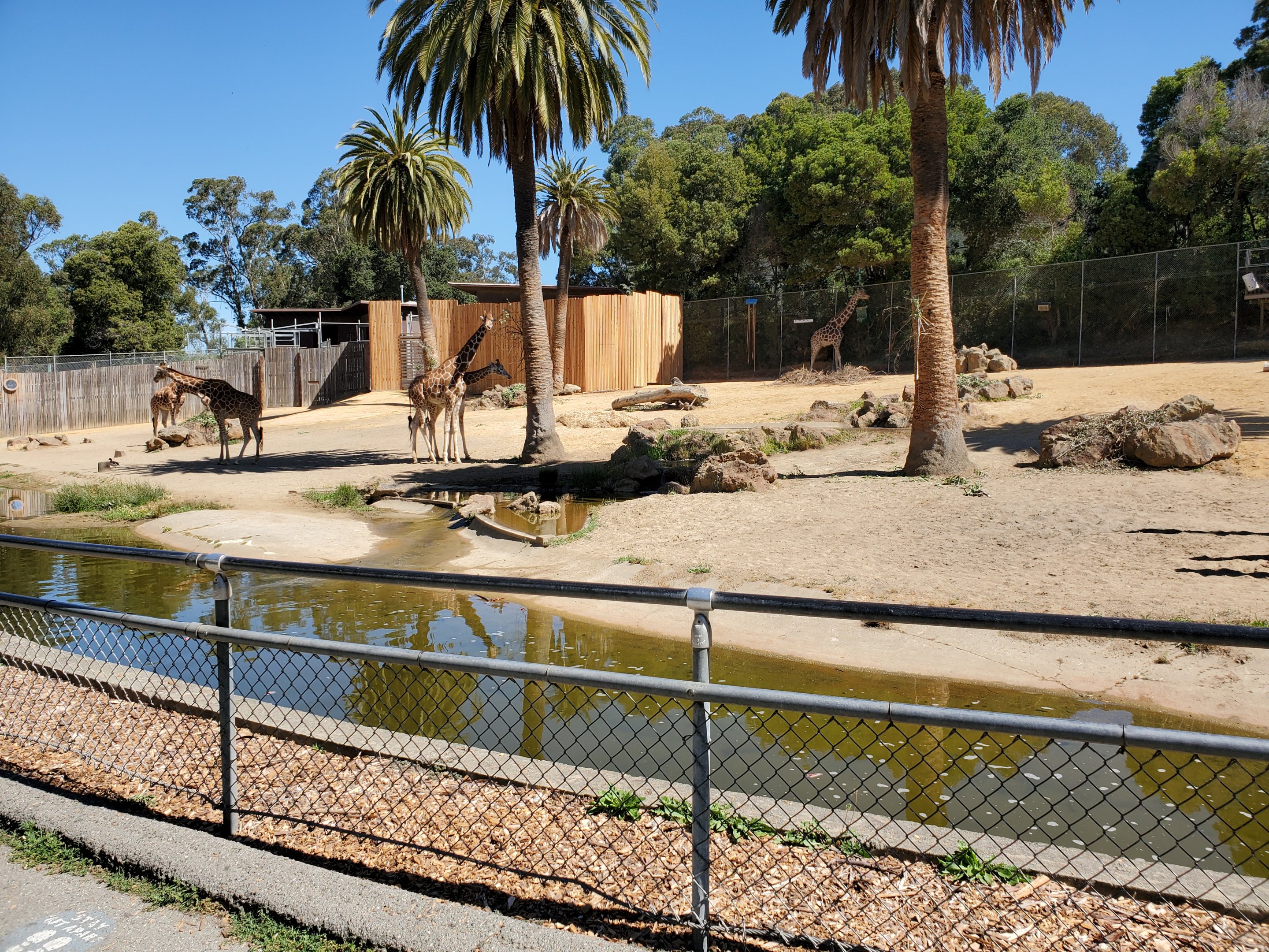 Giraffes - 10 Jun 2022