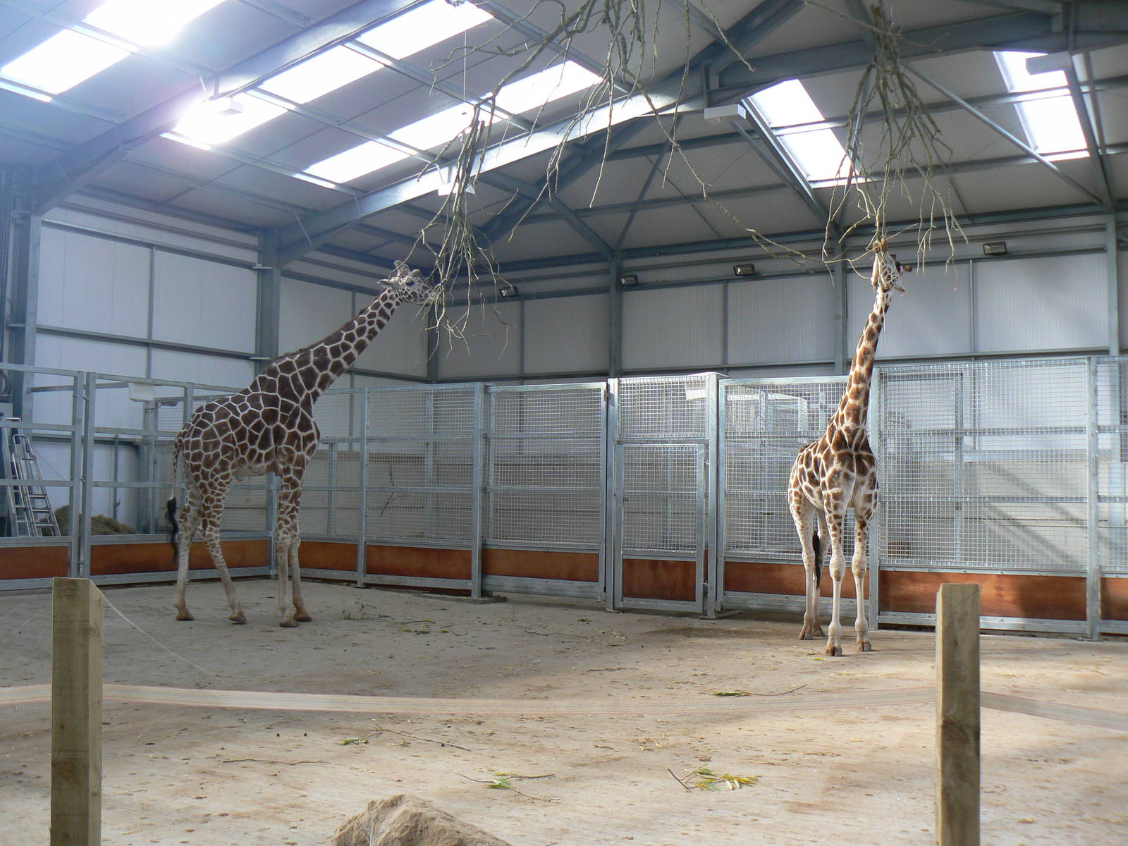 Giraffes- 17 October 2015