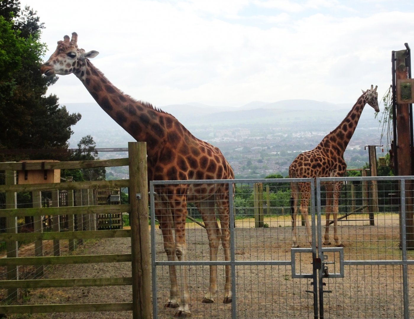 Giraffes 19 May 2025