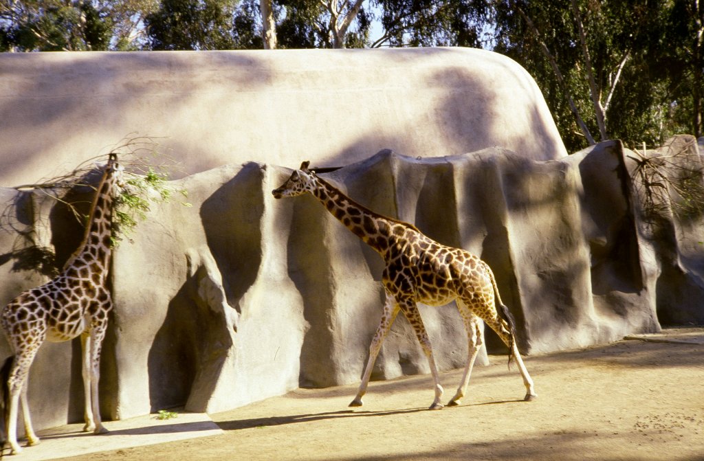 Giraffes - 1981