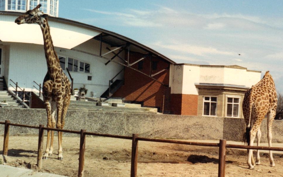 Giraffes 1987