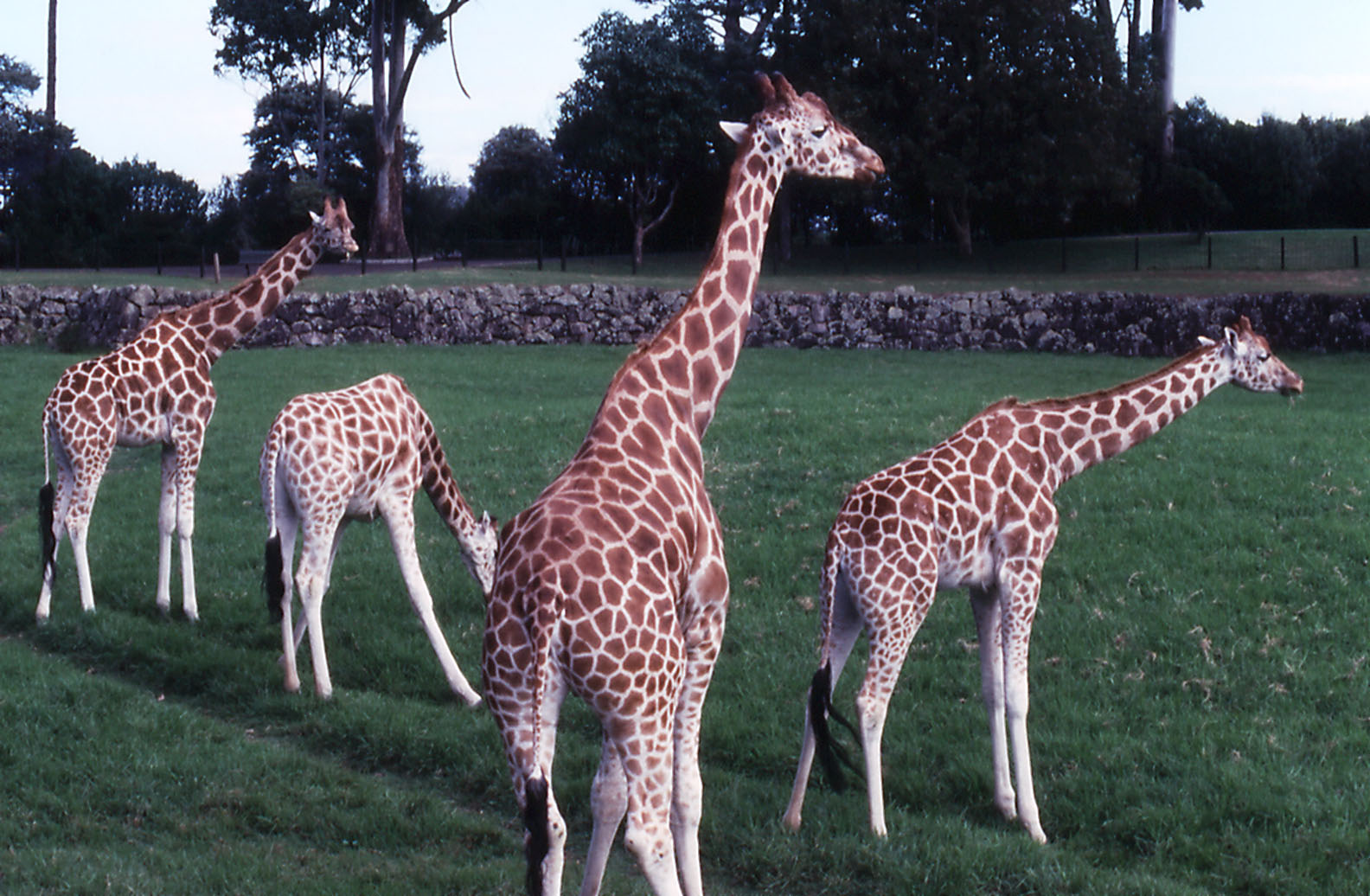 Giraffes - 1990