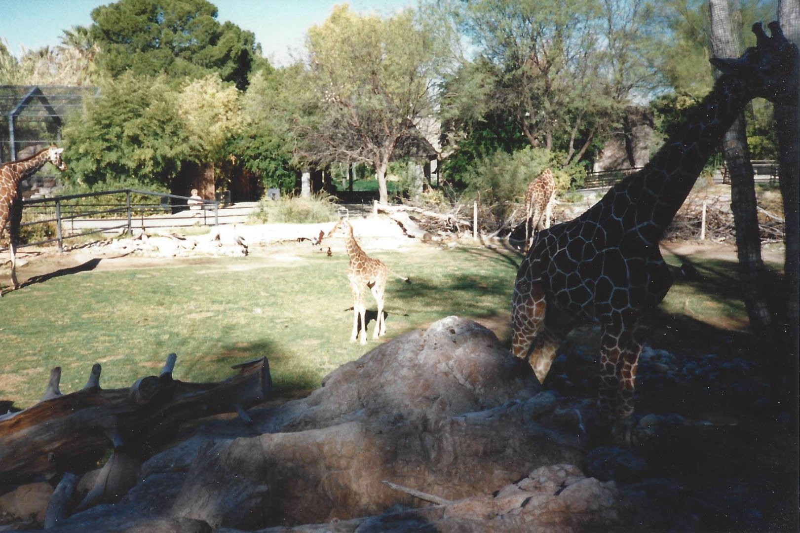 Giraffes 1990s 002