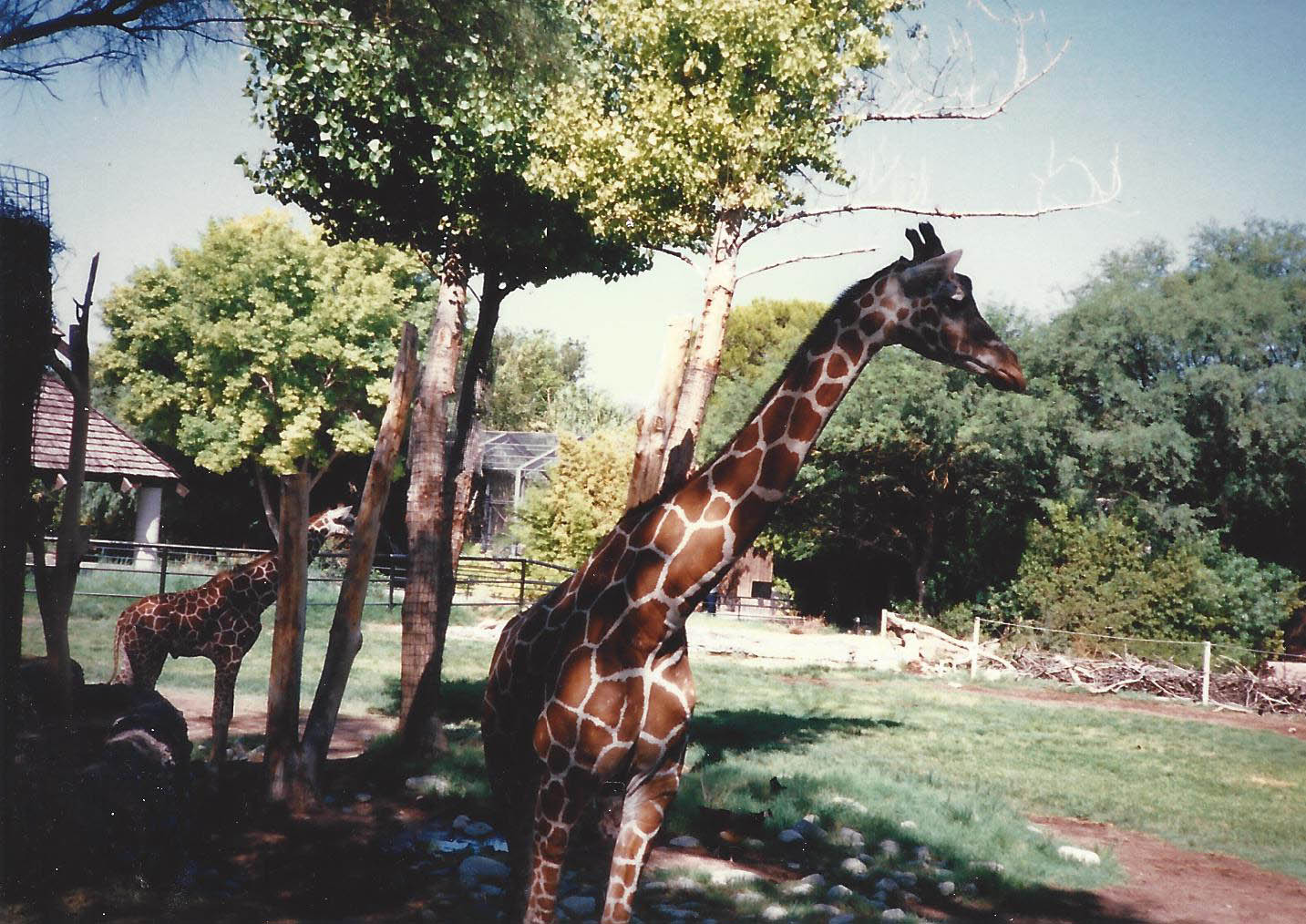 Giraffes 1990s 003