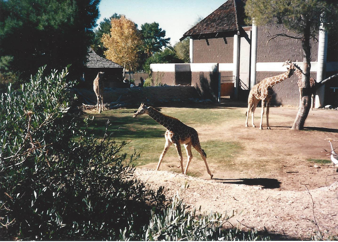 Giraffes 1990s