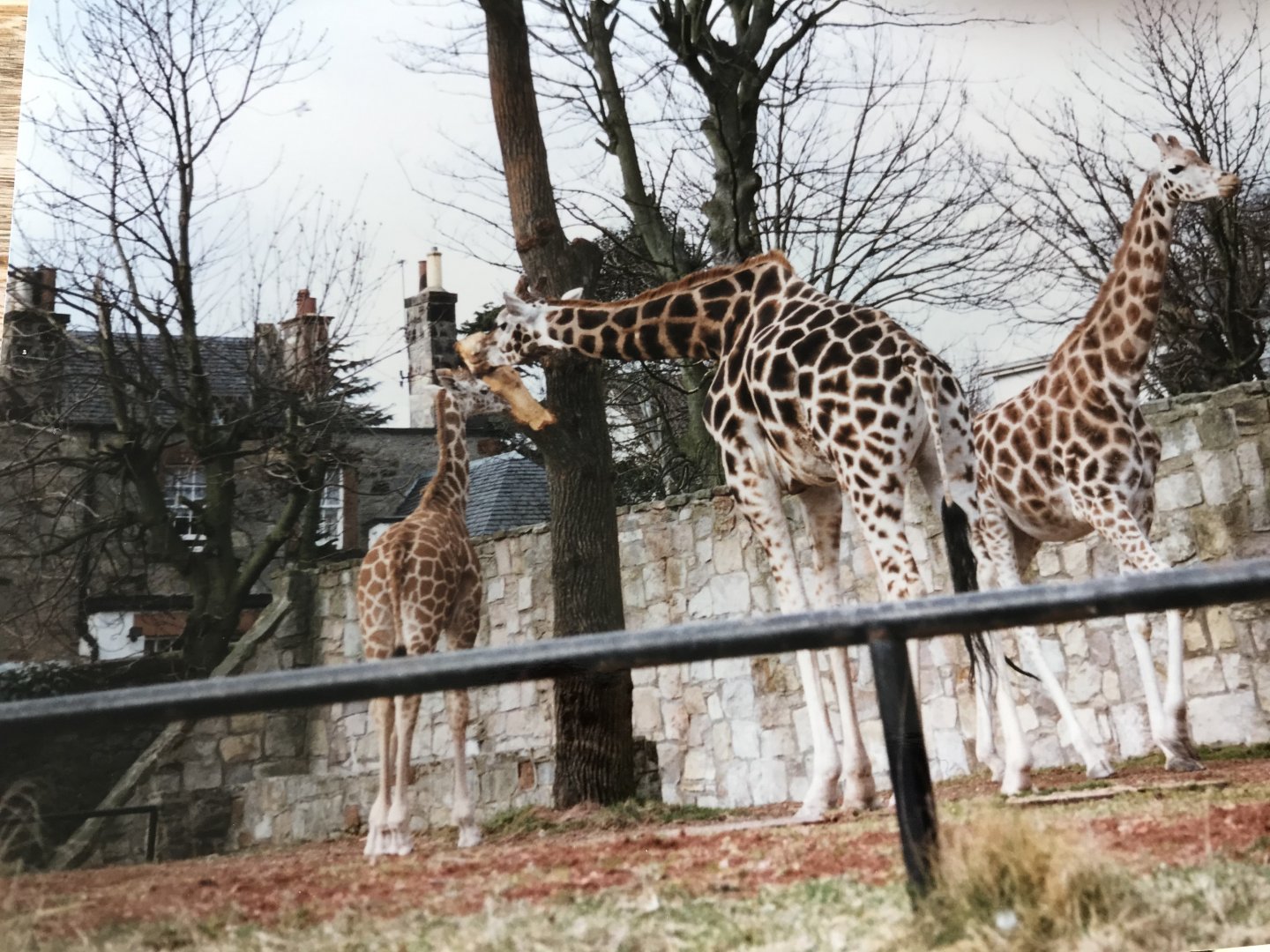 Giraffes, 1990s