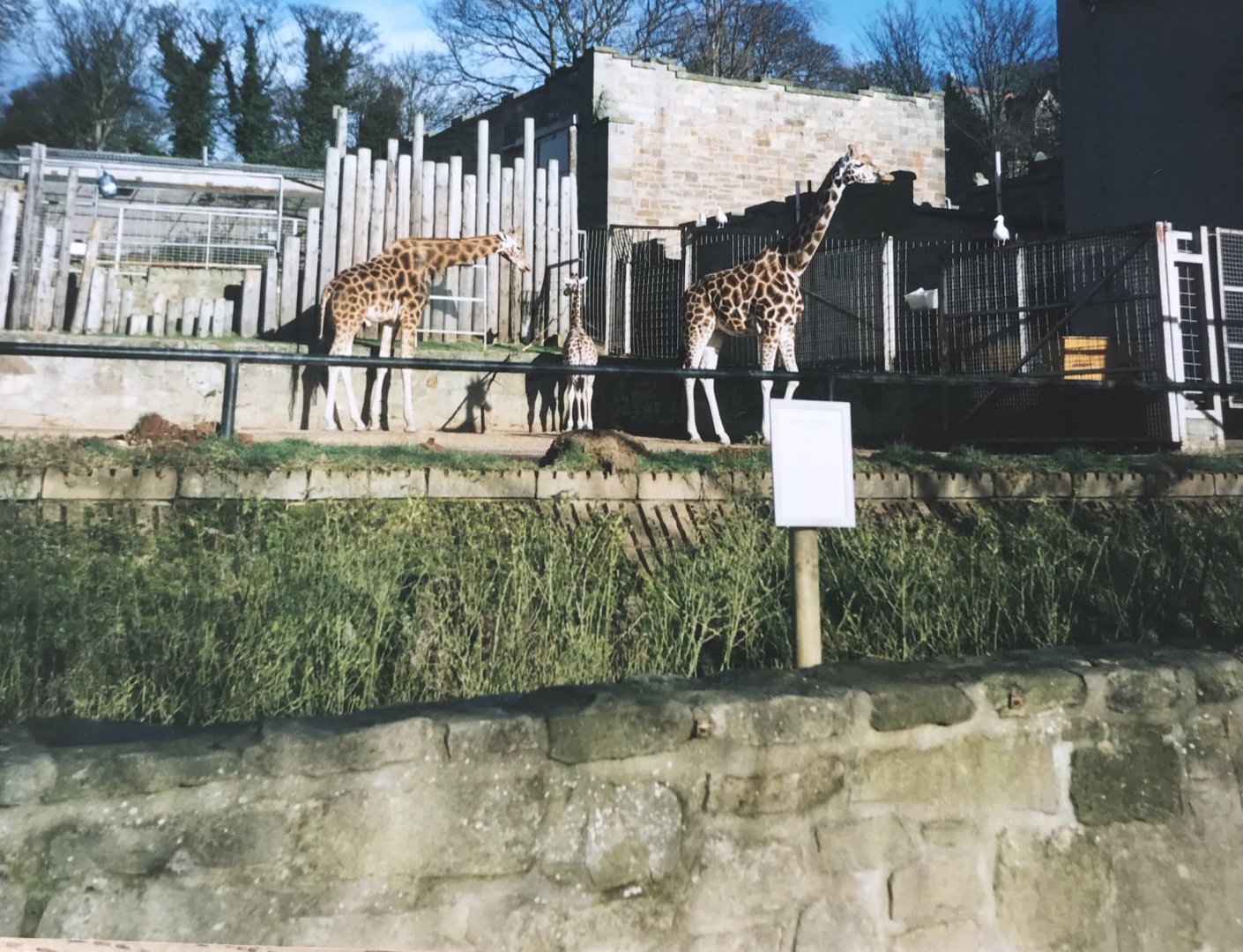 Giraffes 1990s