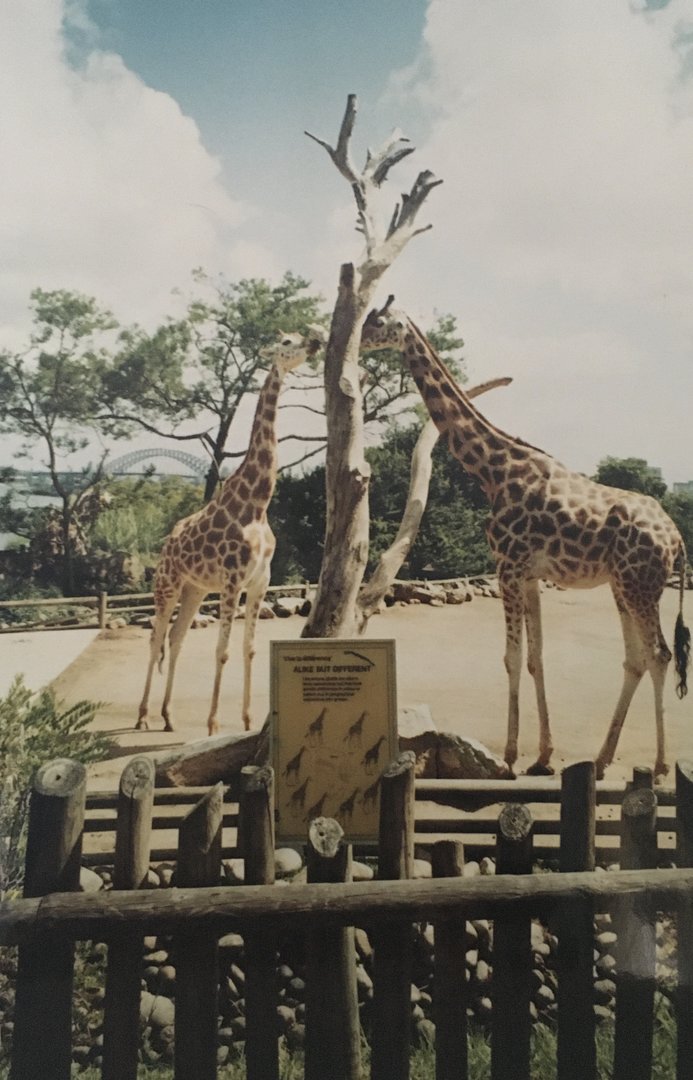 Giraffes - 1990s