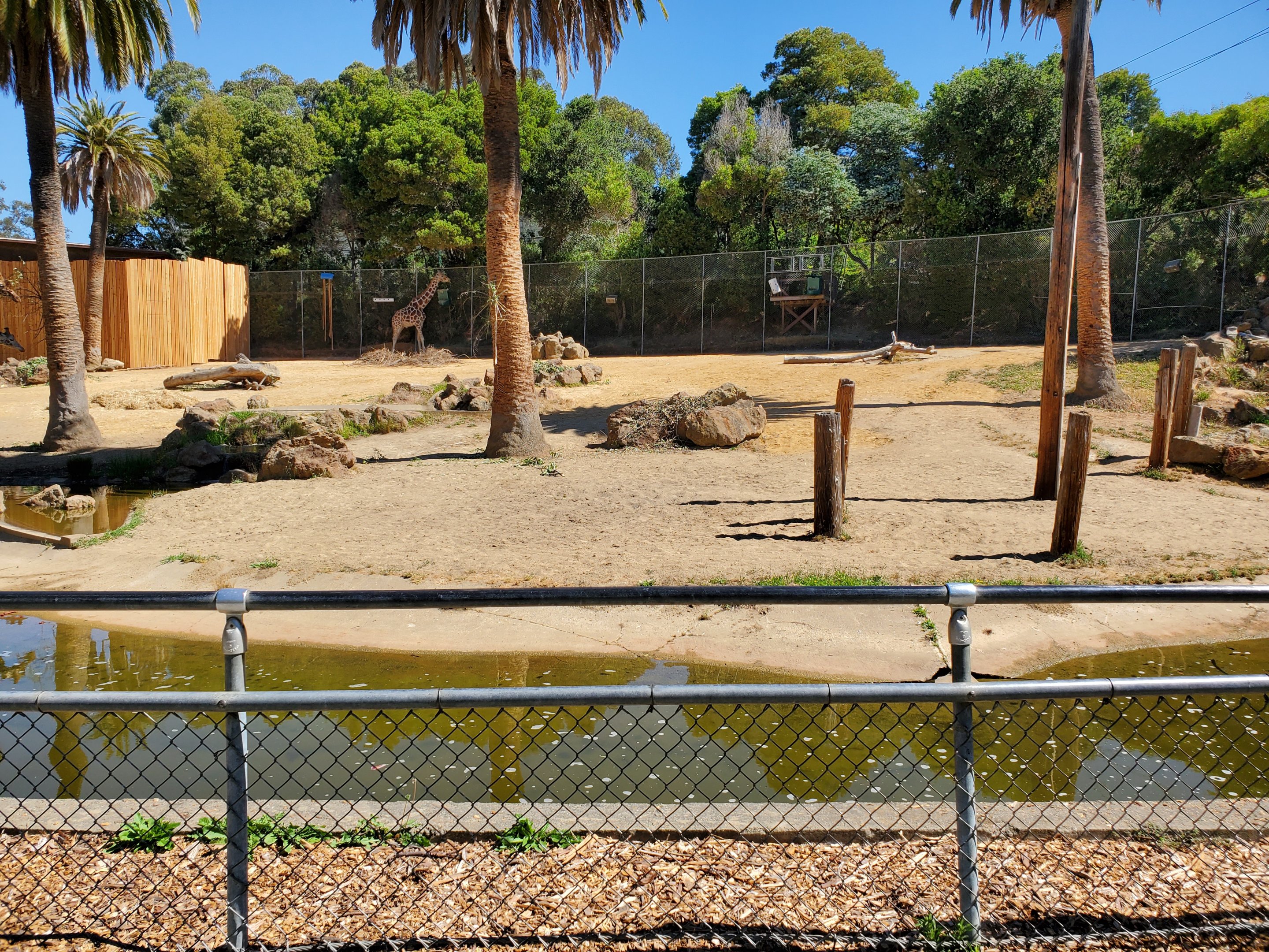 Giraffes (2) - 10 Jun 2022