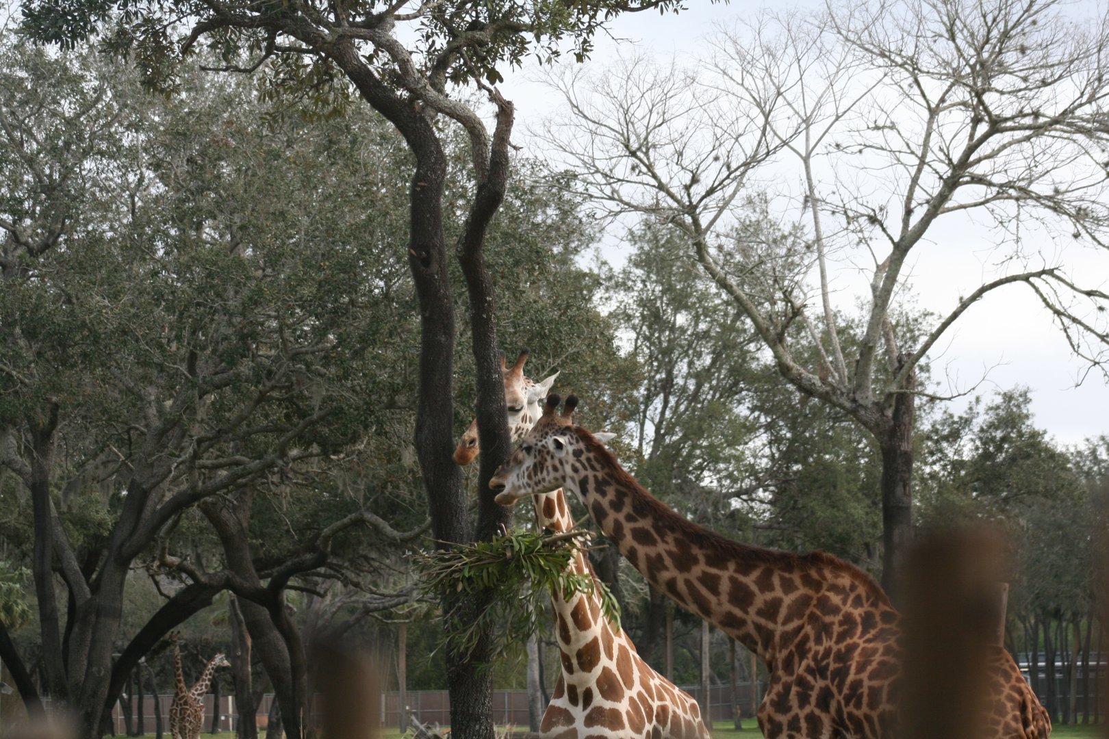 Giraffes (2/16/25)
