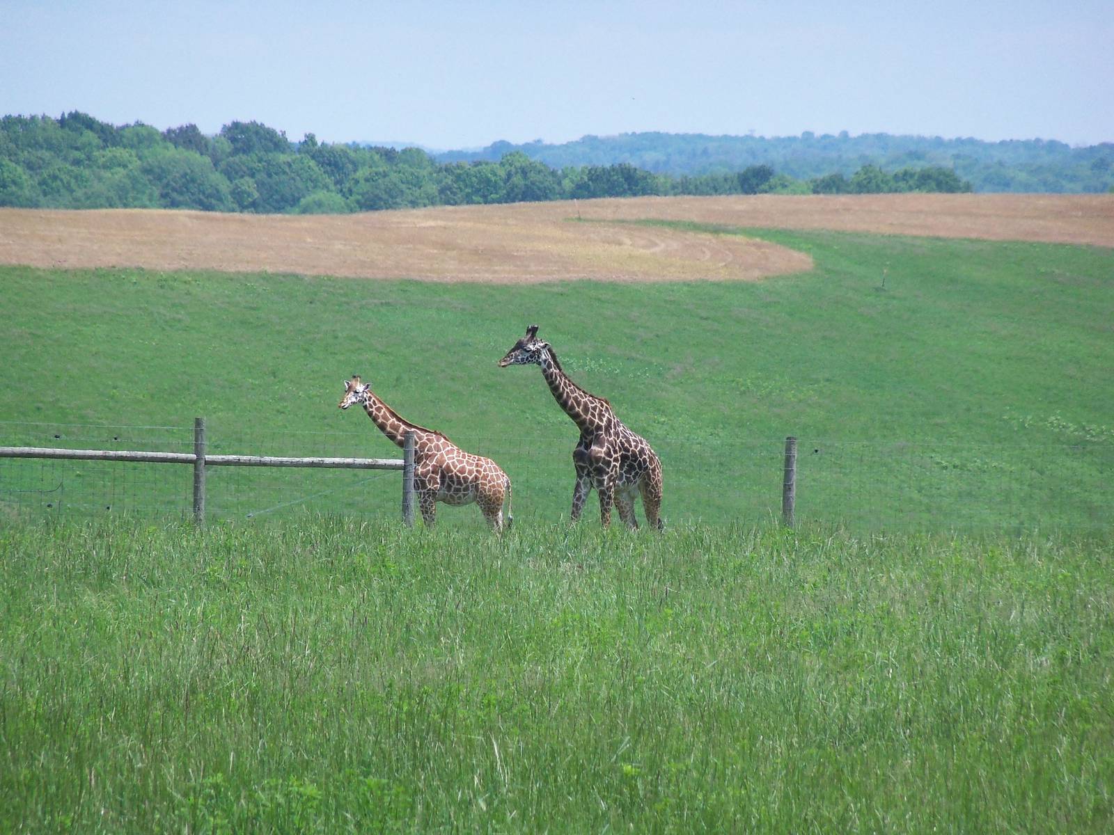 Giraffes #2