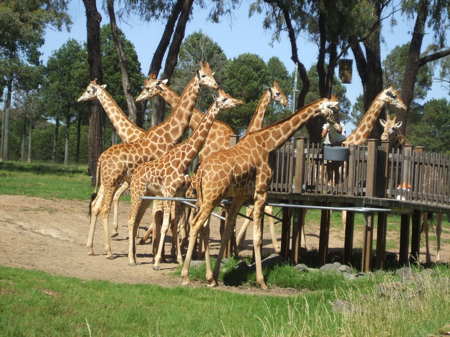 Giraffes, 2010