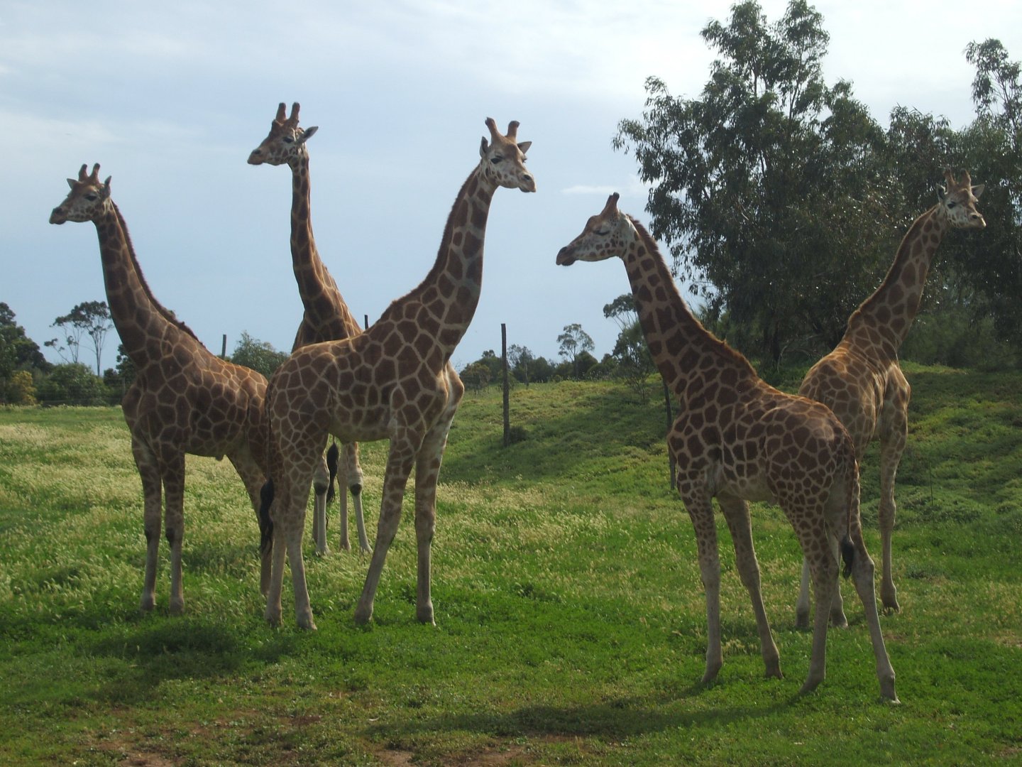 Giraffes, 2010