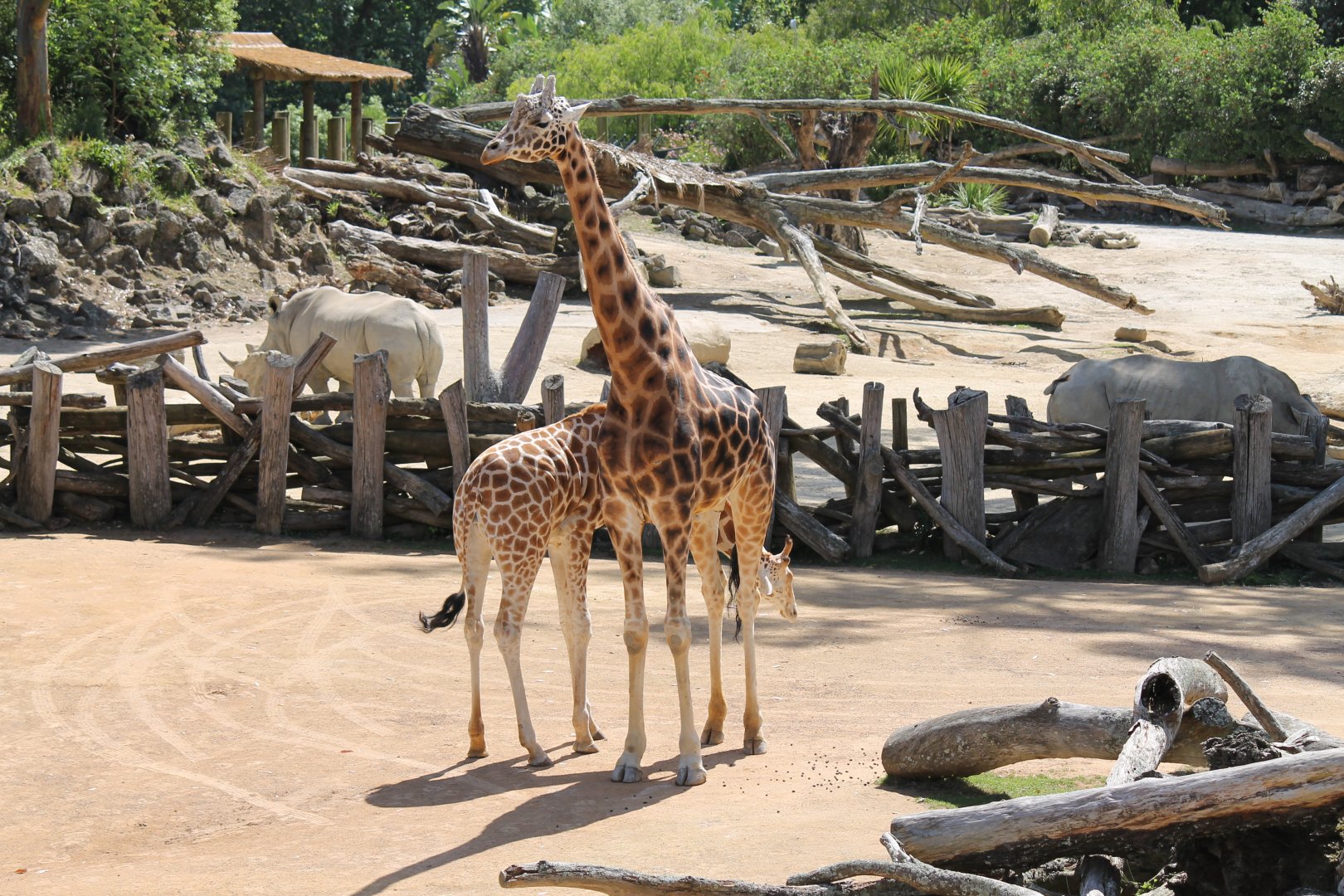 Giraffes (2012)