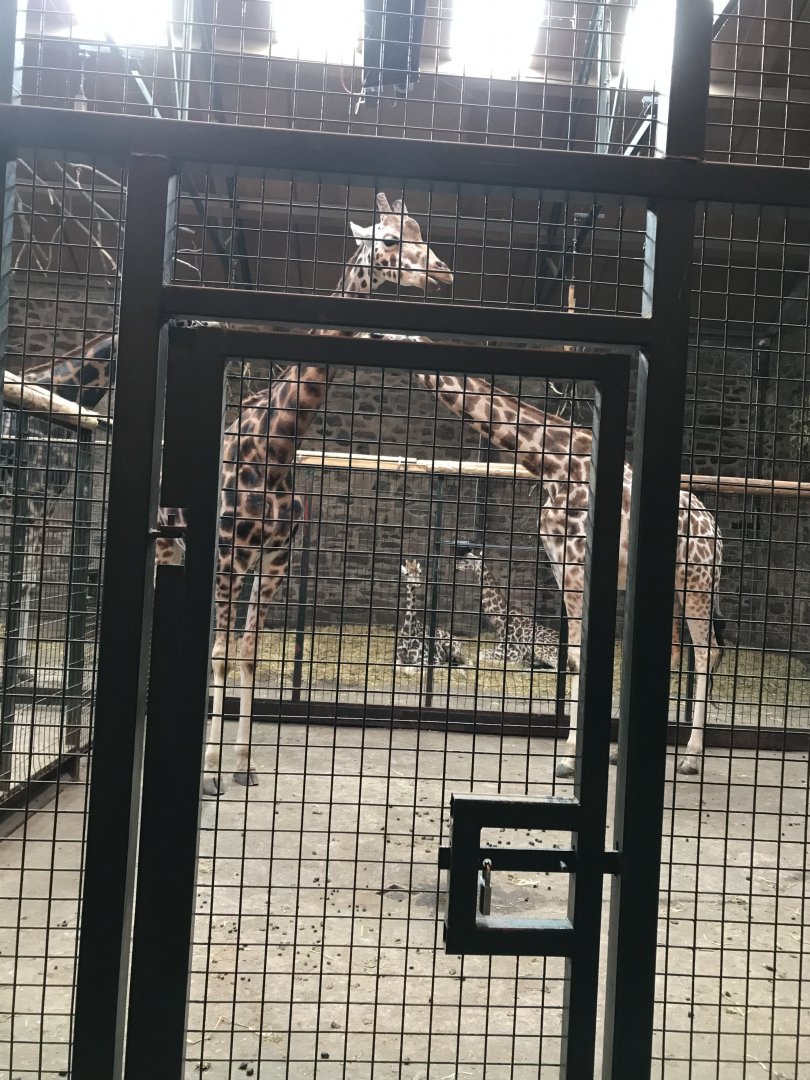 Giraffes (2020)