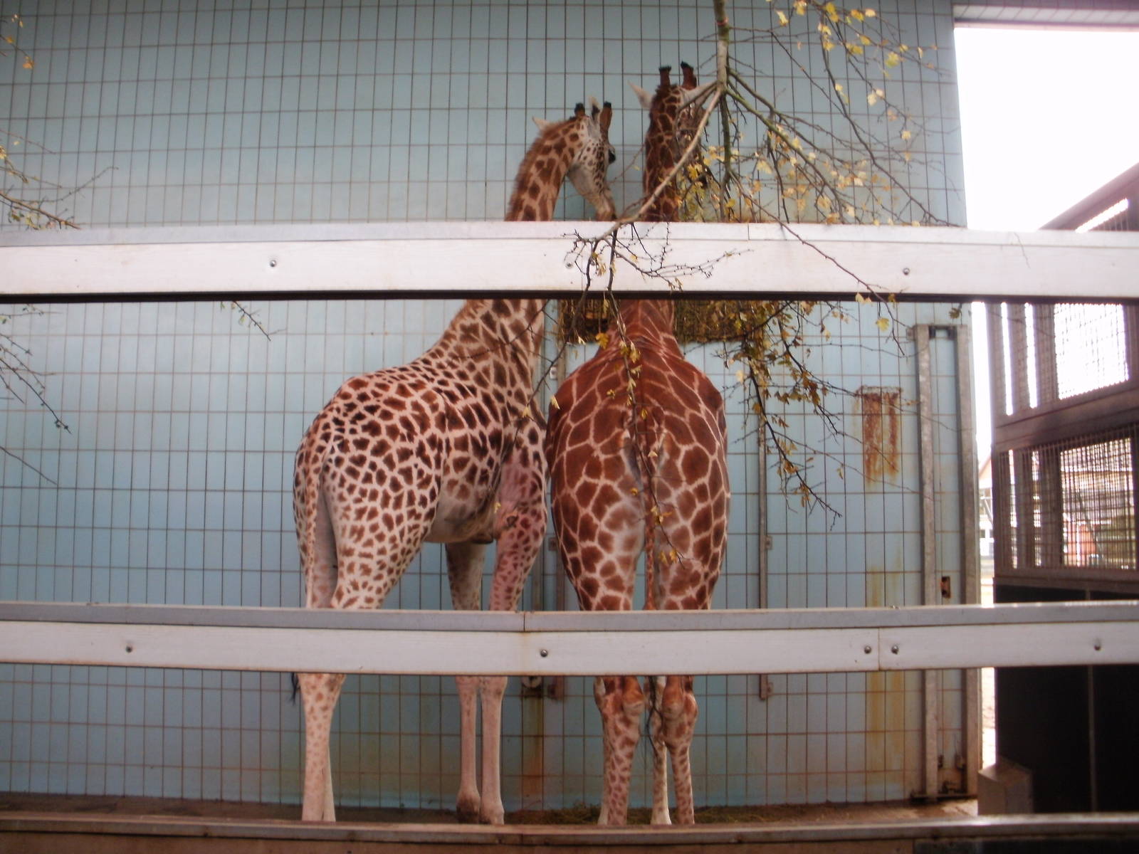 Giraffes - 28.10.2010