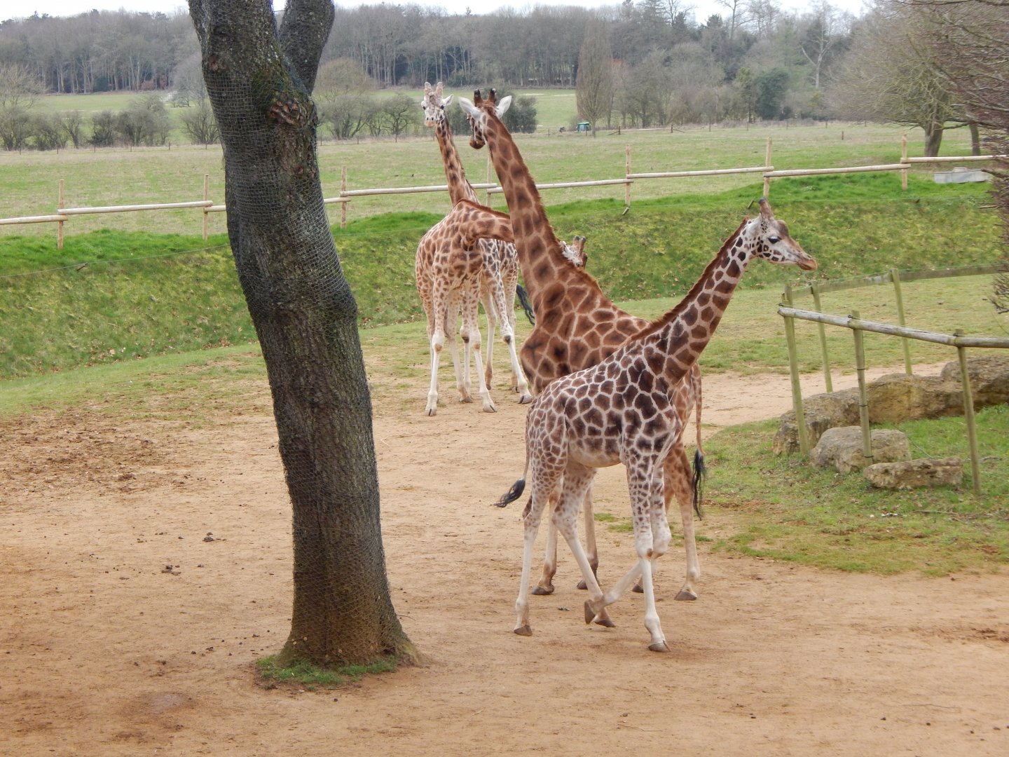 Giraffes 280222