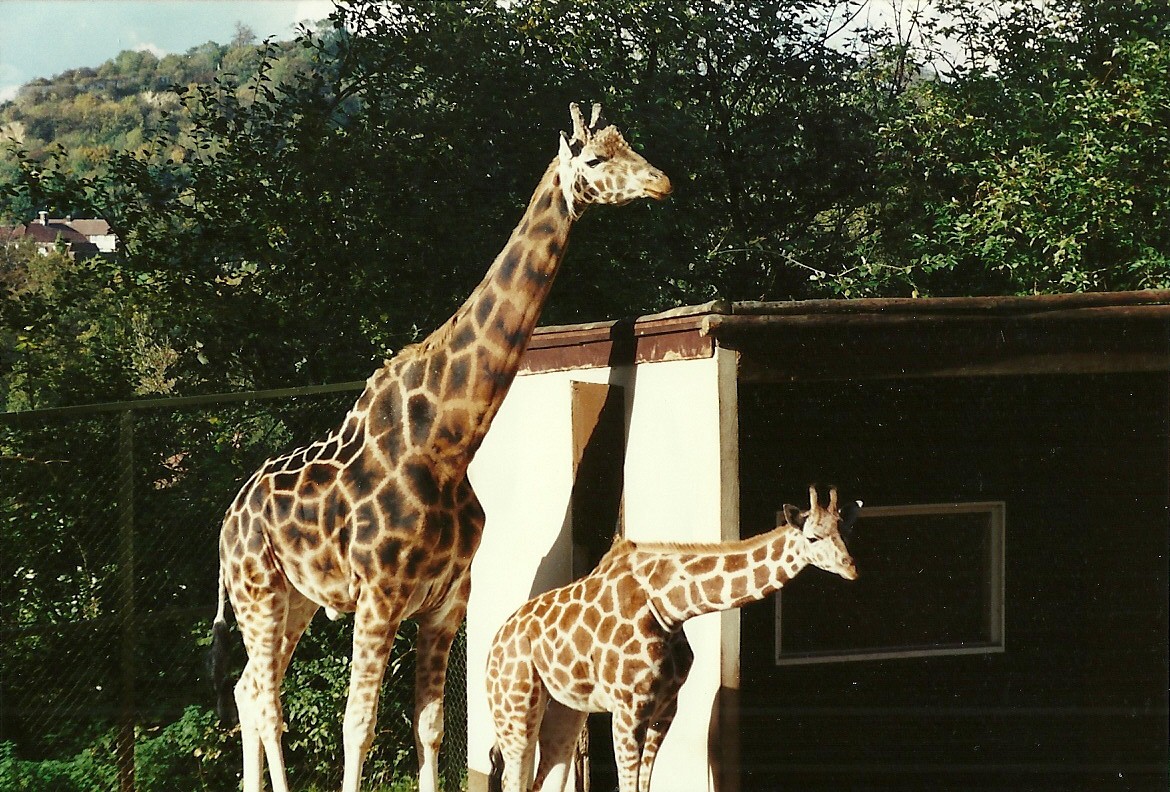 Giraffes 28th October 1995