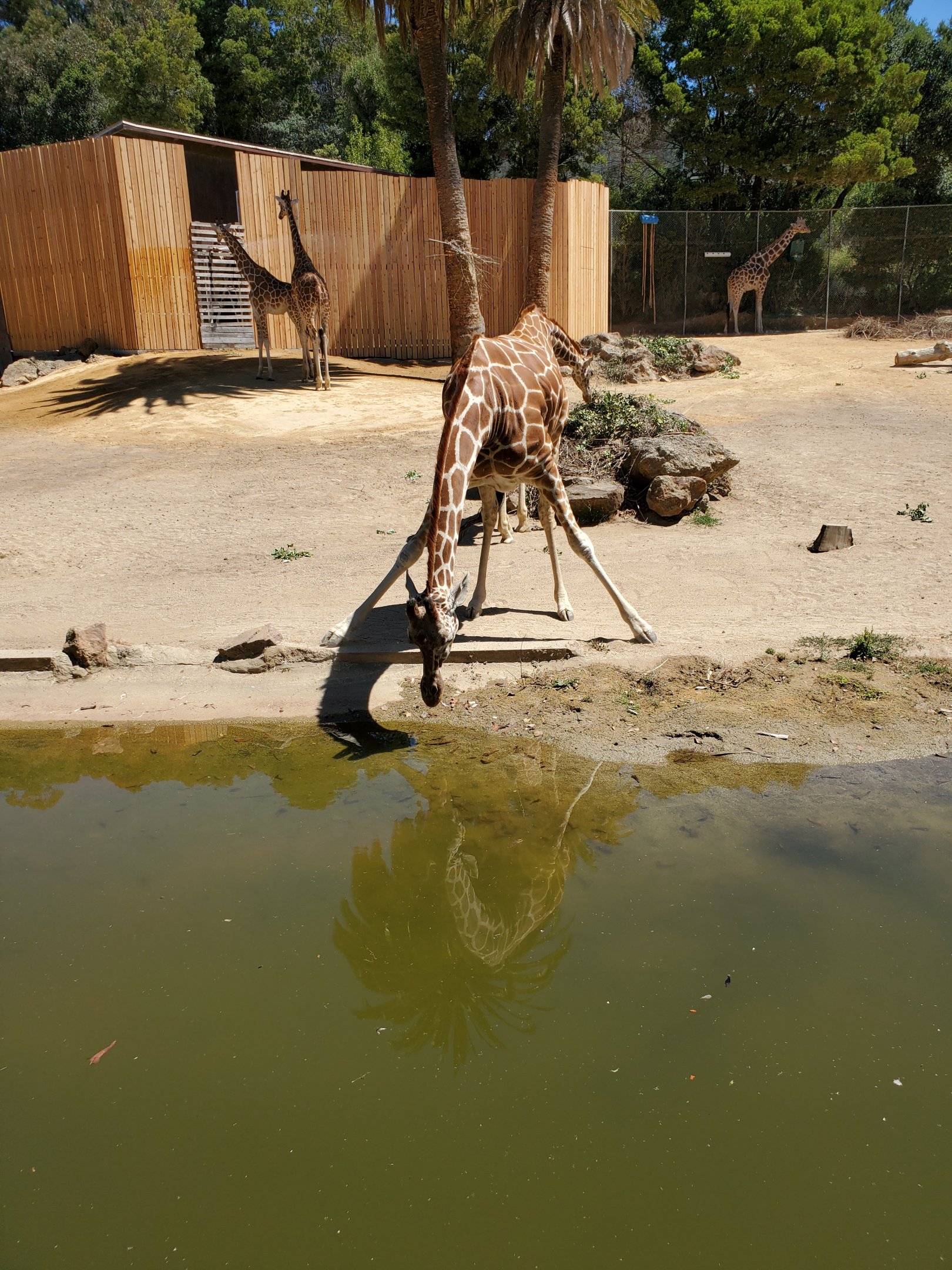 Giraffes (3) - 10 Jun 2022