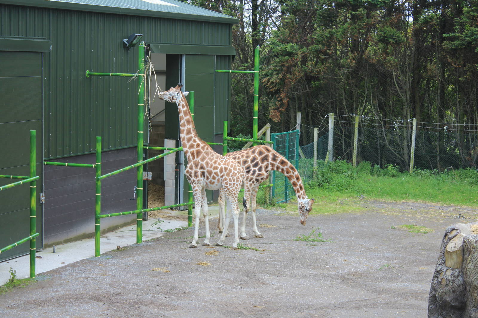 Giraffes - 31 May 2015