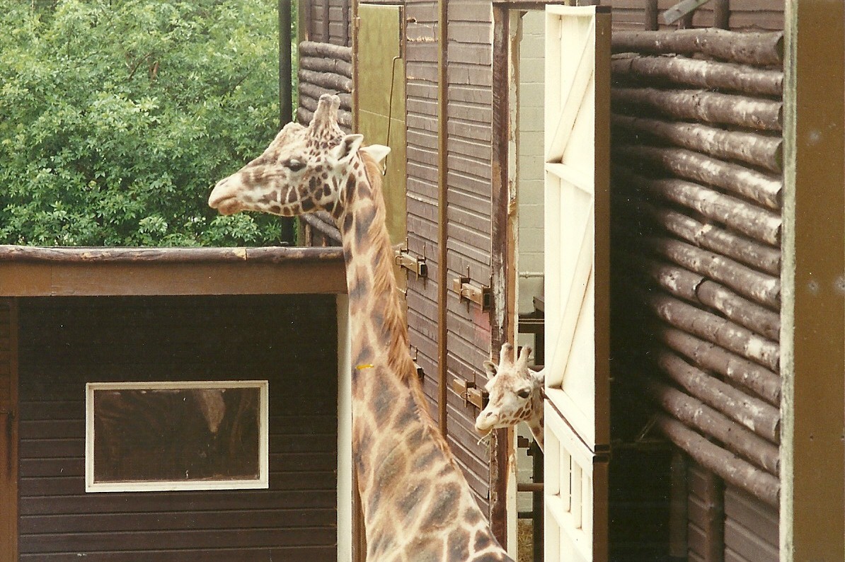Giraffes 4th June 1994