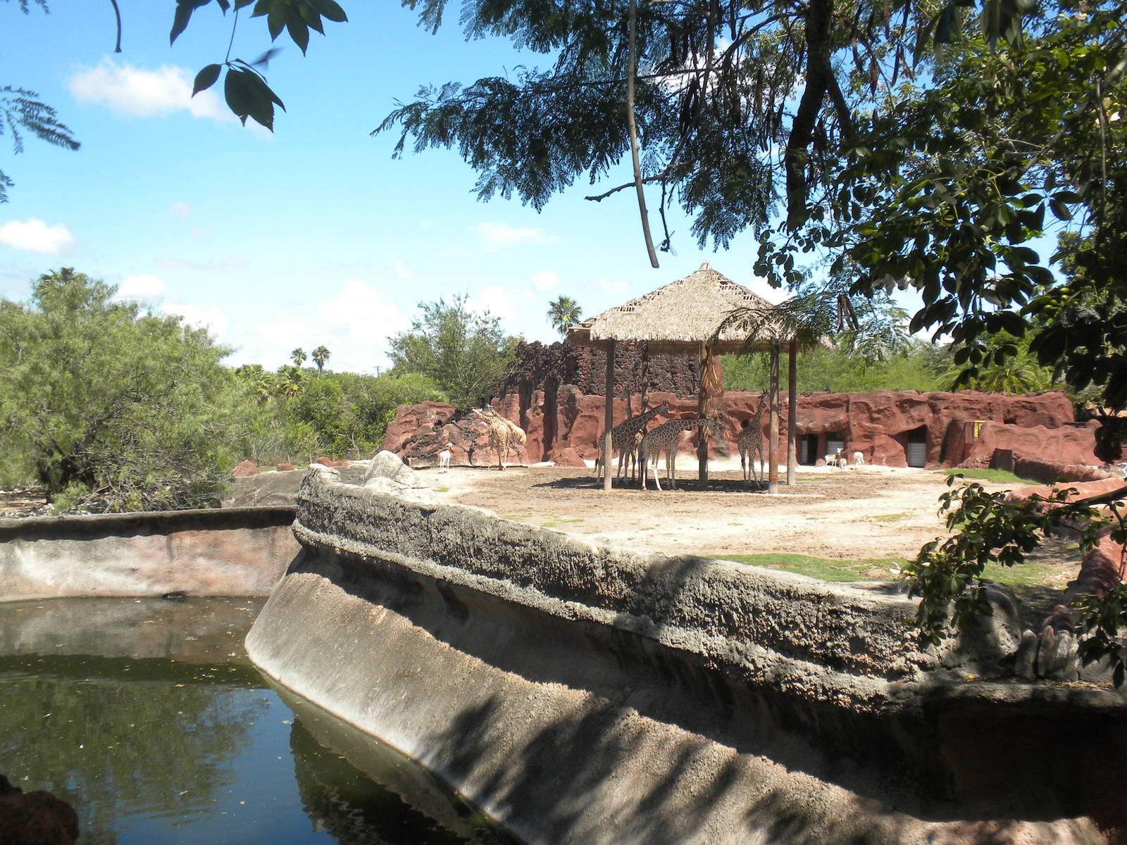 Giraffes and Addra Gazelles