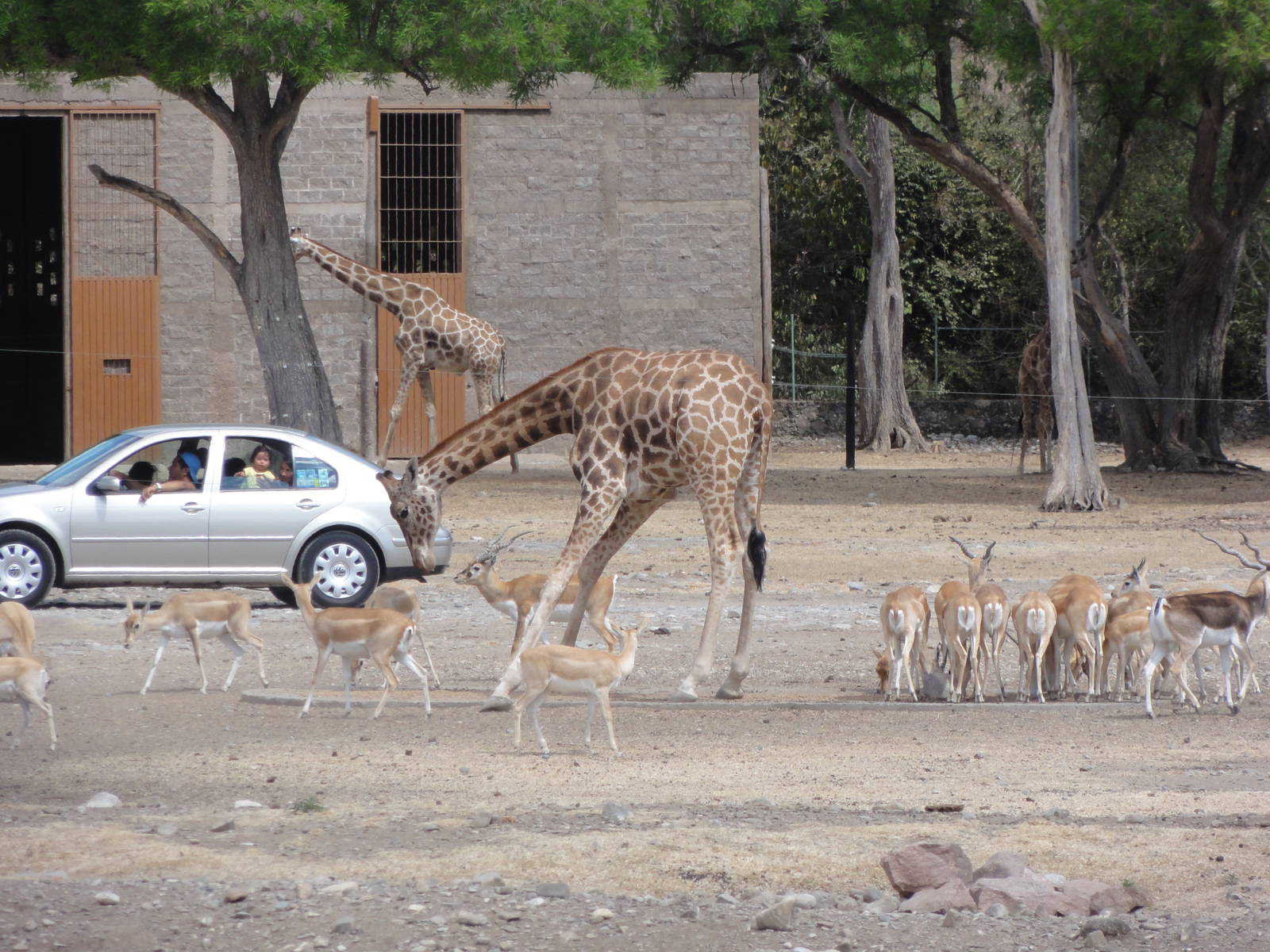 Giraffes and Blackbuck herd - dominant male to the right