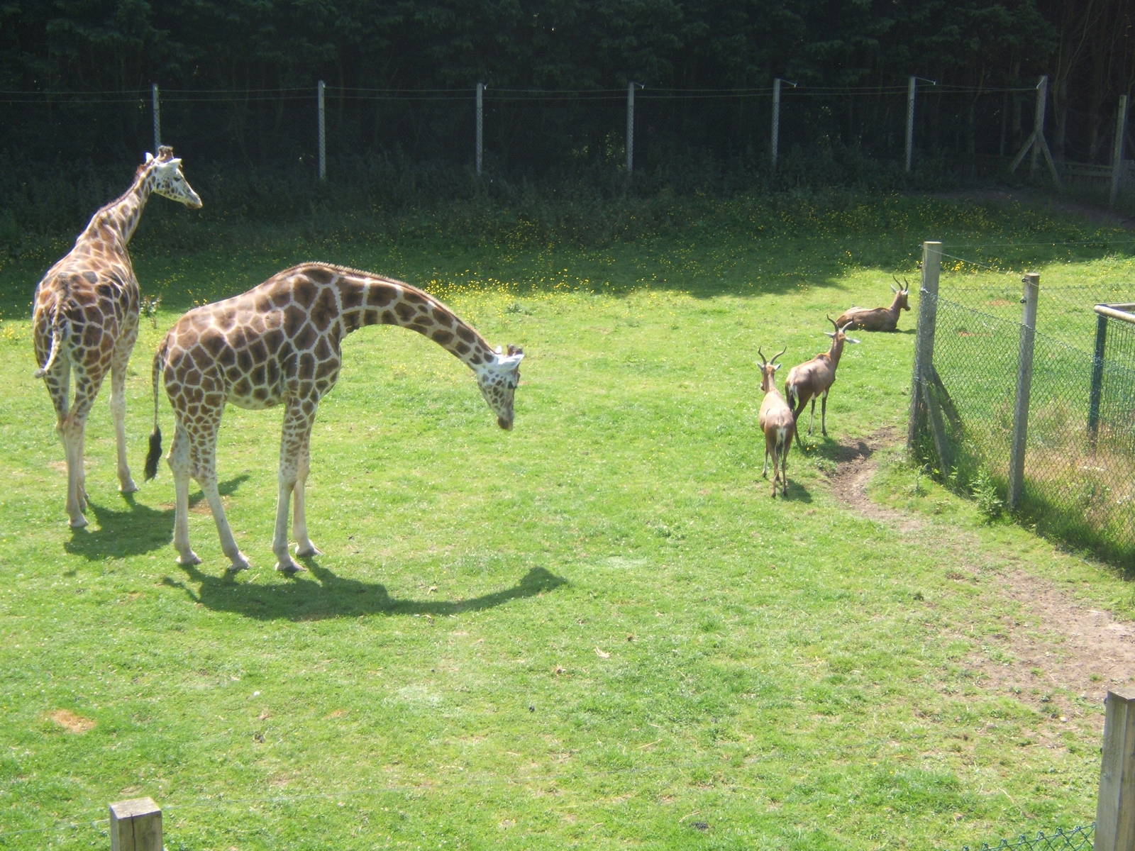 Giraffes and Blesbok