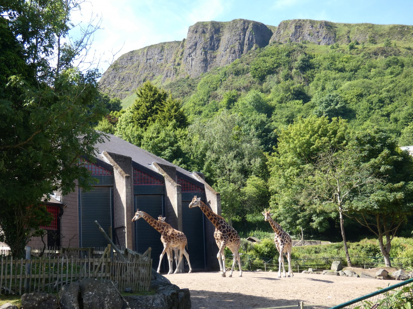 Giraffes and Cave Hill