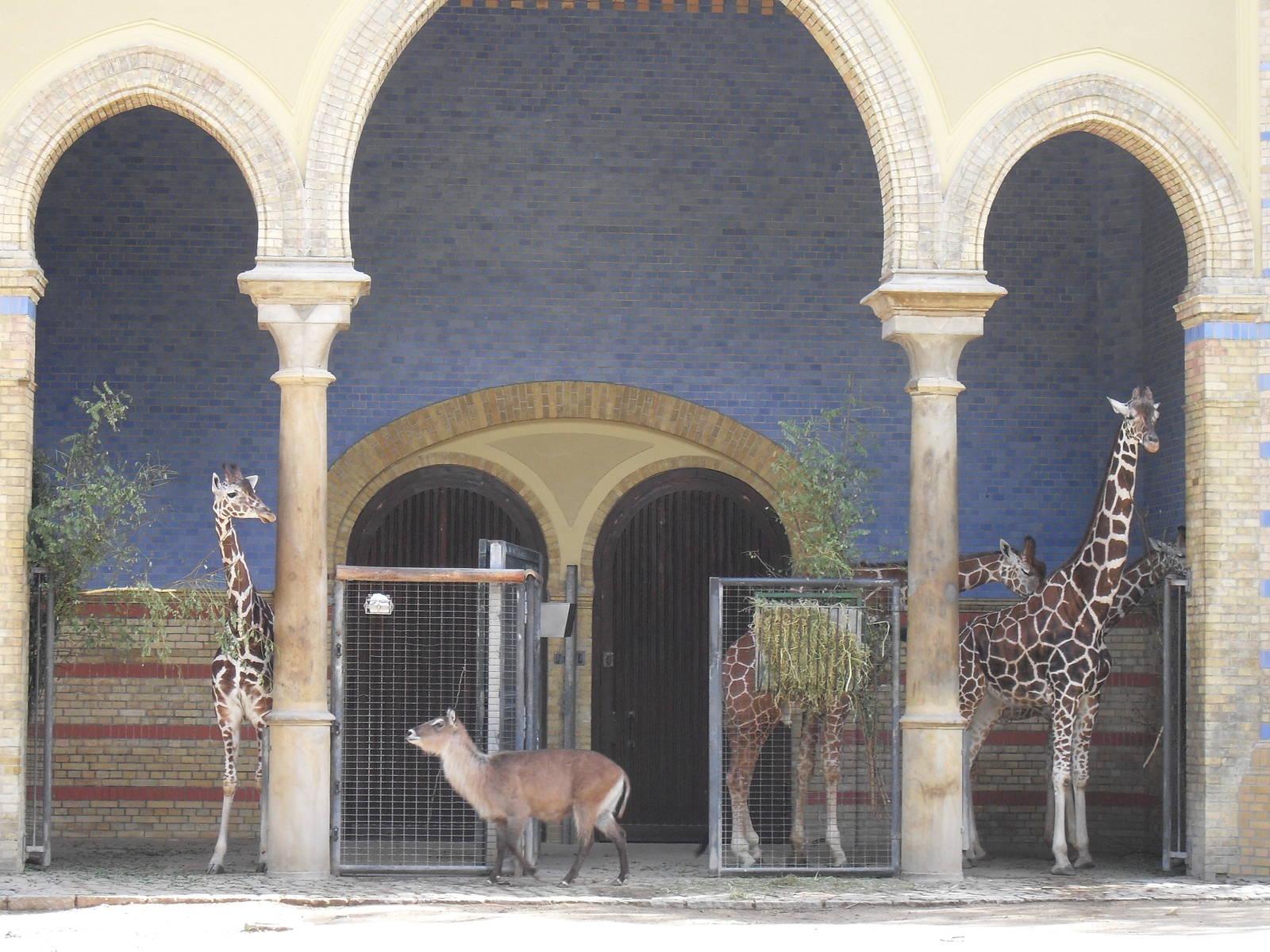 giraffes and defassa waterbuck 030910