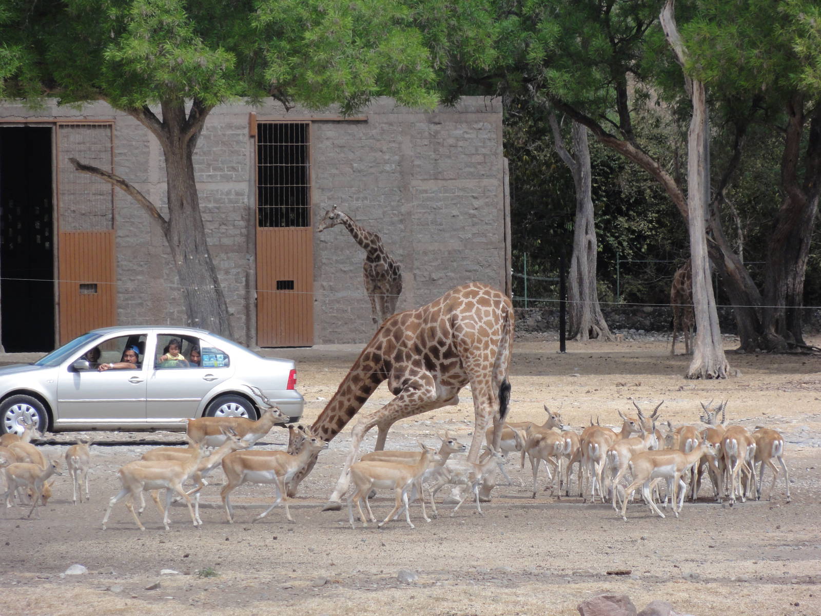 Giraffes and Gazelles
