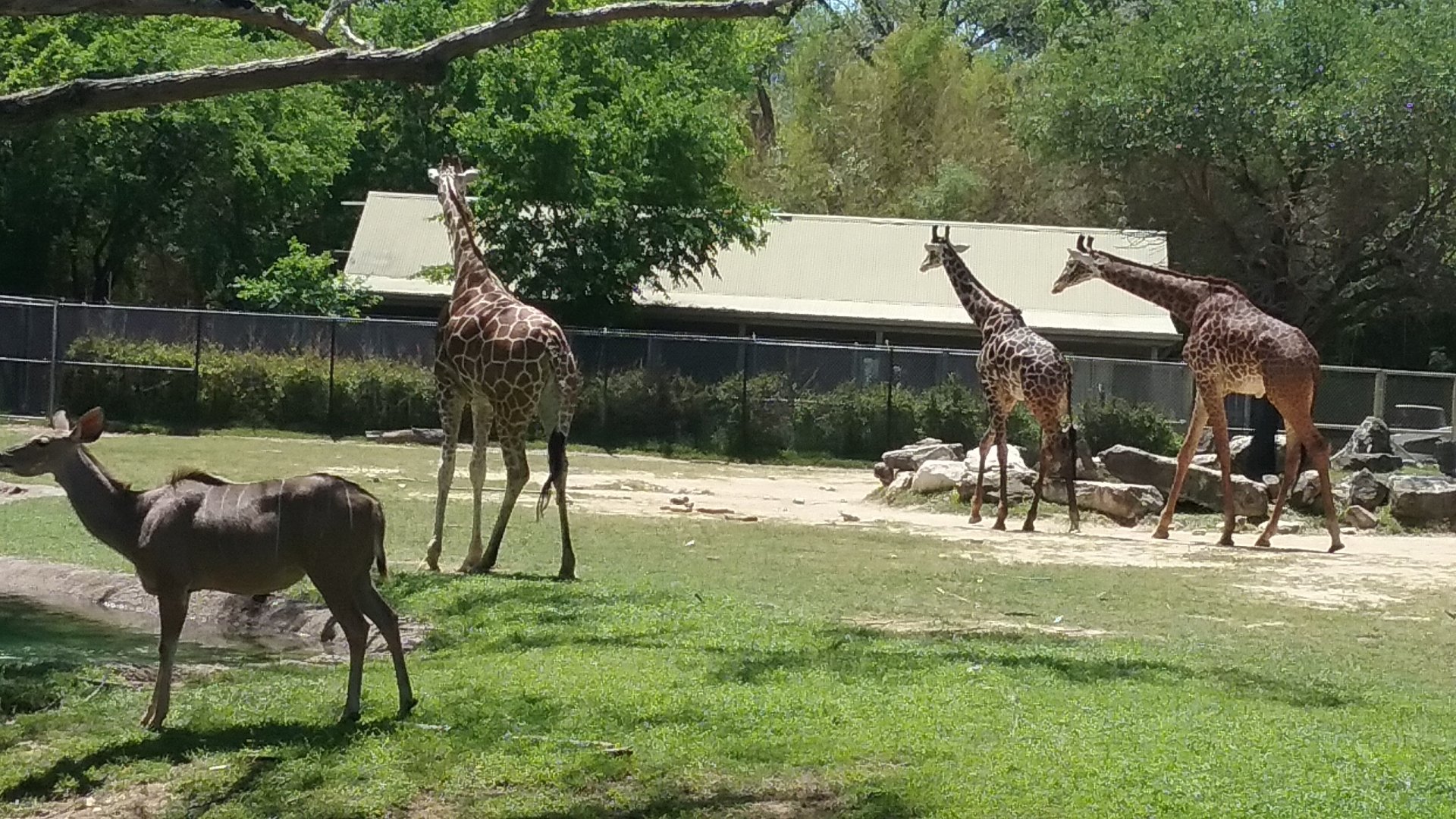 Giraffes and Greater Kudu