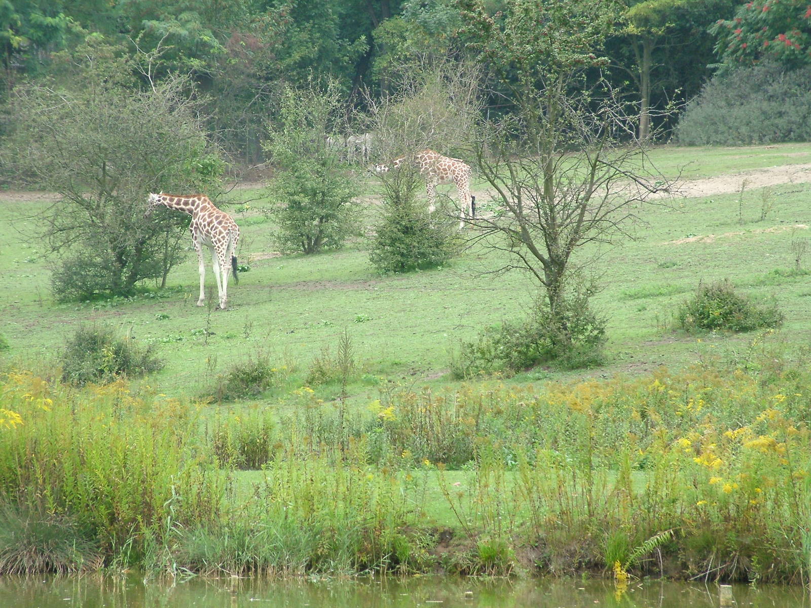 Giraffes and Grevy's Zebras at the New Zoo, Poznan Sept 08