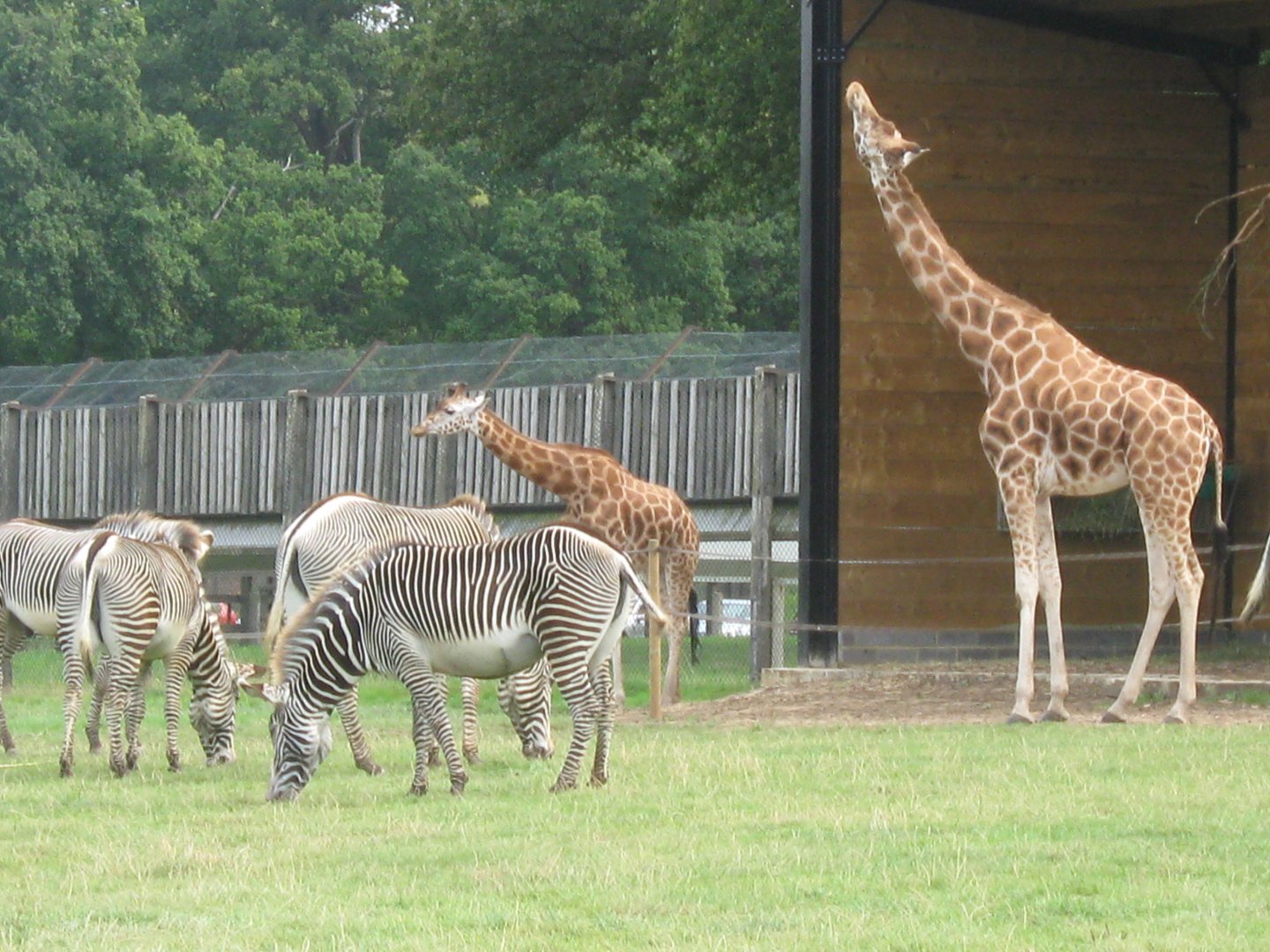 Giraffes and Grevy's Zebras