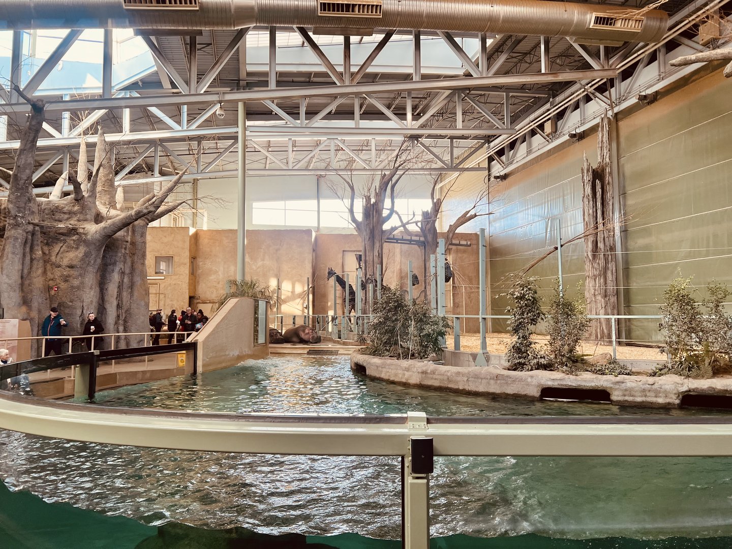 Giraffes and Hippopotamuses - Indoor Exhibit