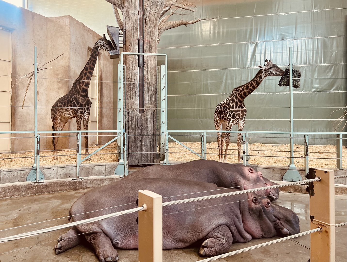 Giraffes and Hippos
