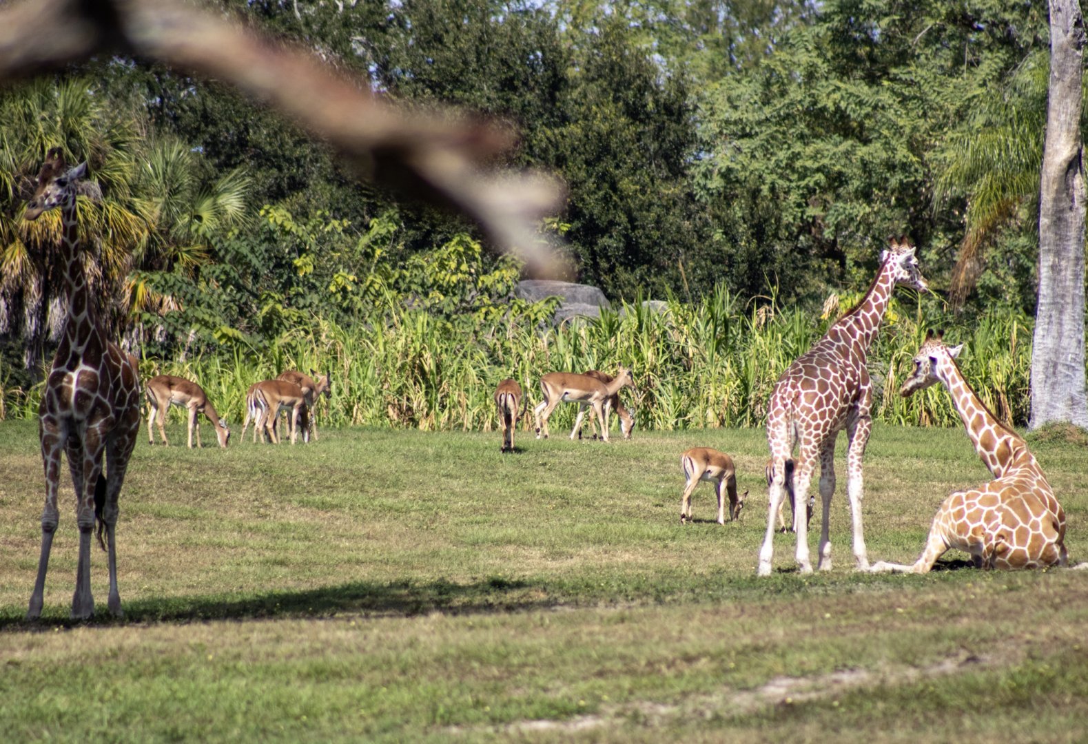 Giraffes and Impala