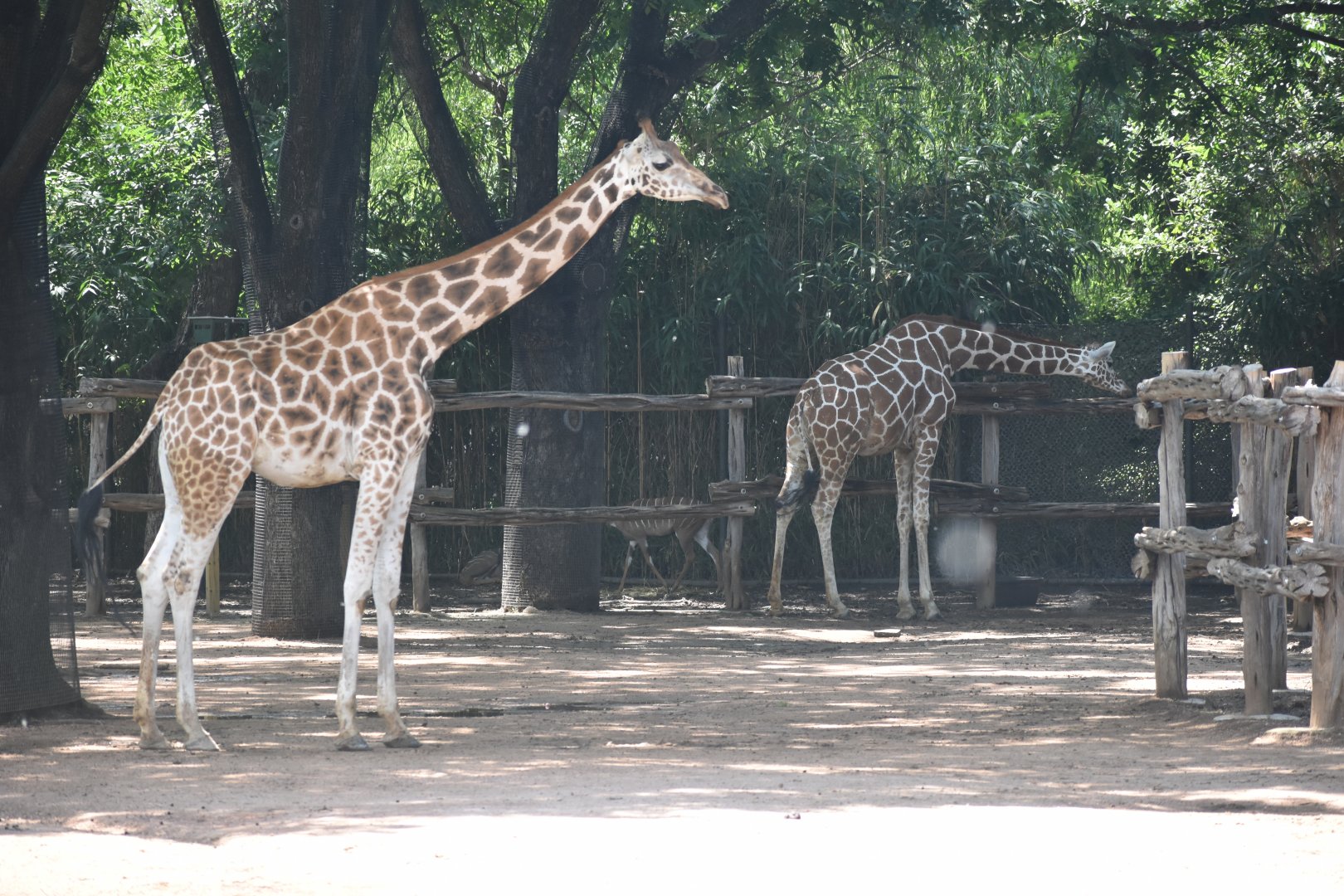 Giraffes and Lesser Kudu