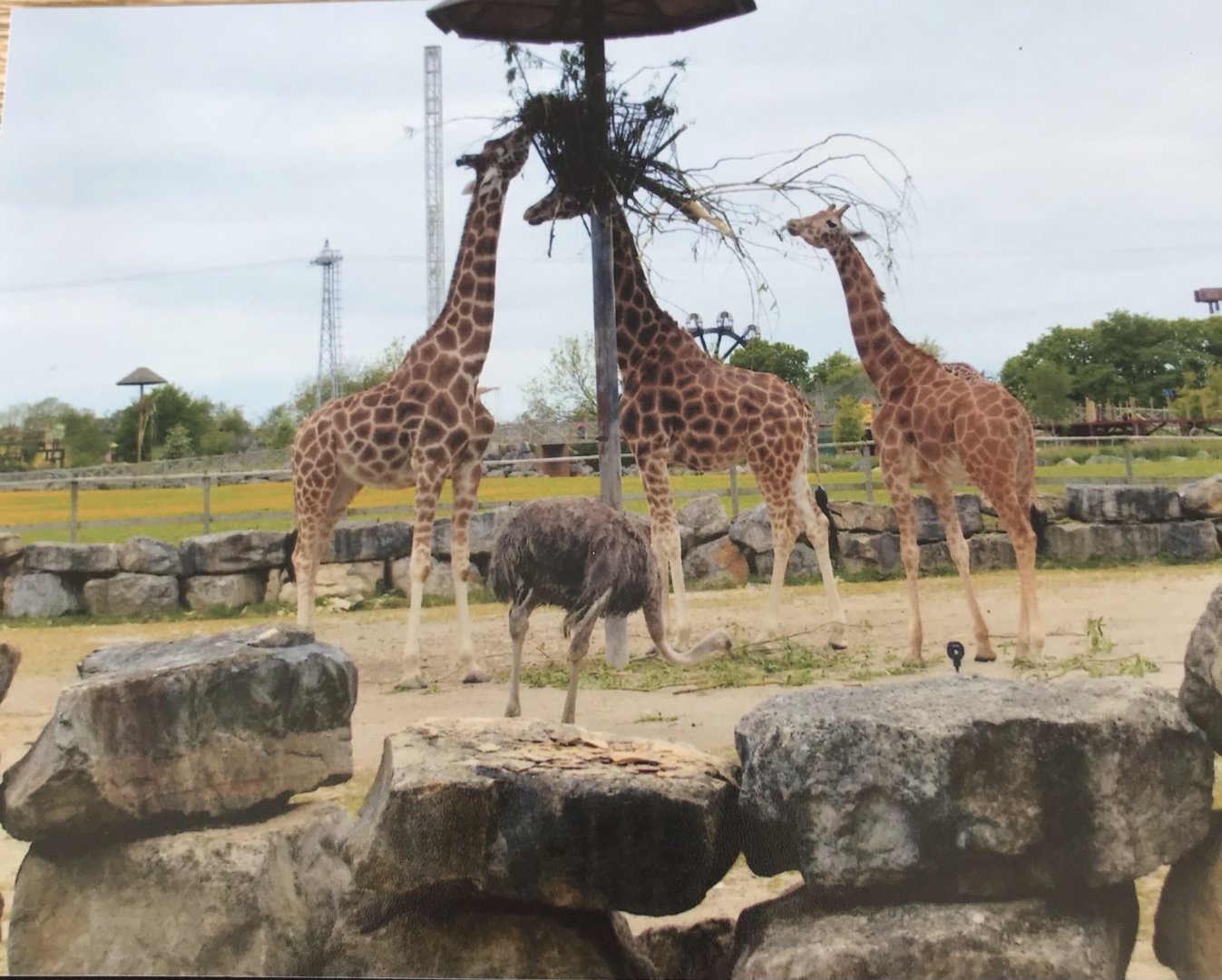 Giraffes and ostrich 2012