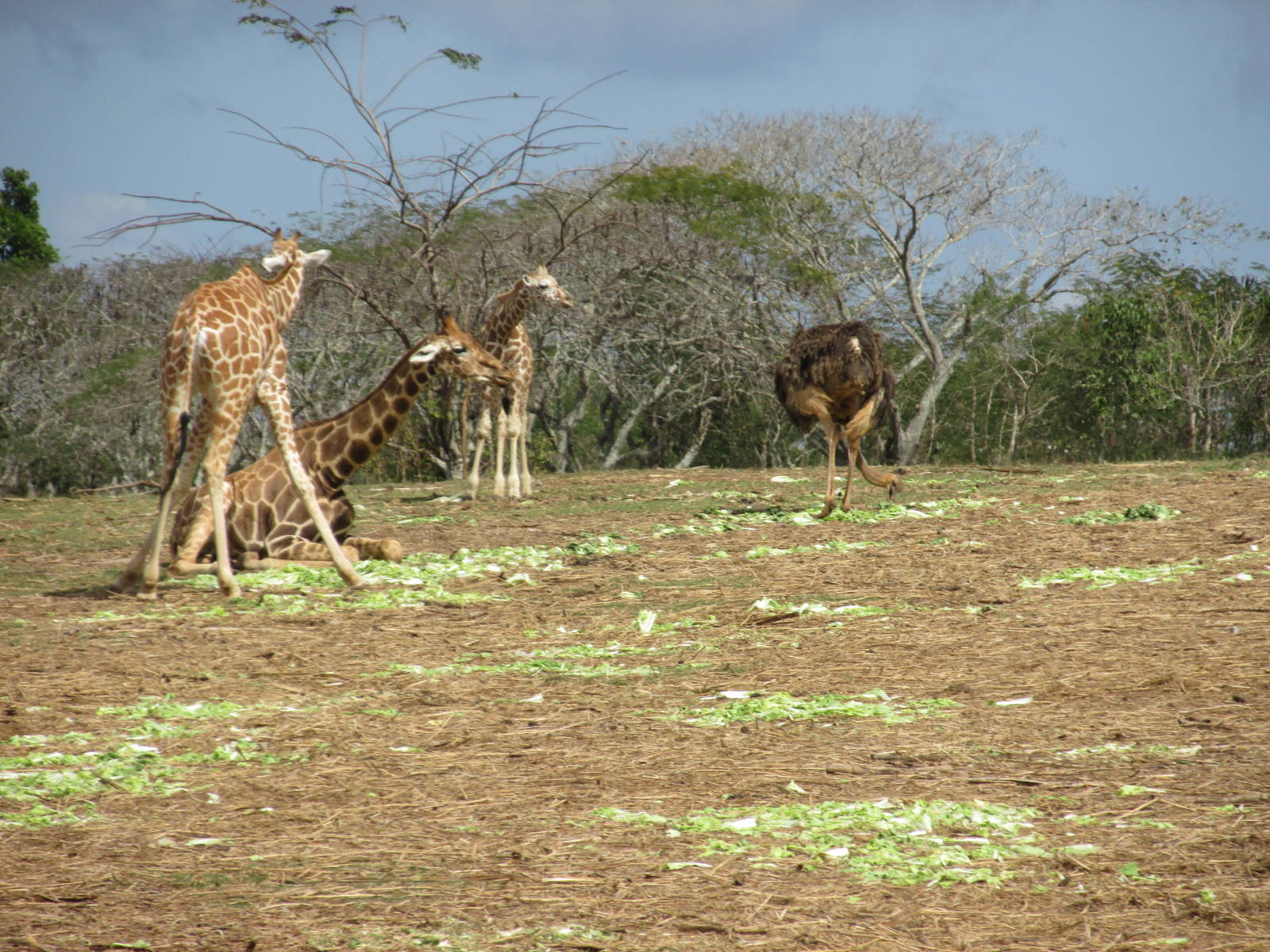 Giraffes and ostrich Zoologico nacional