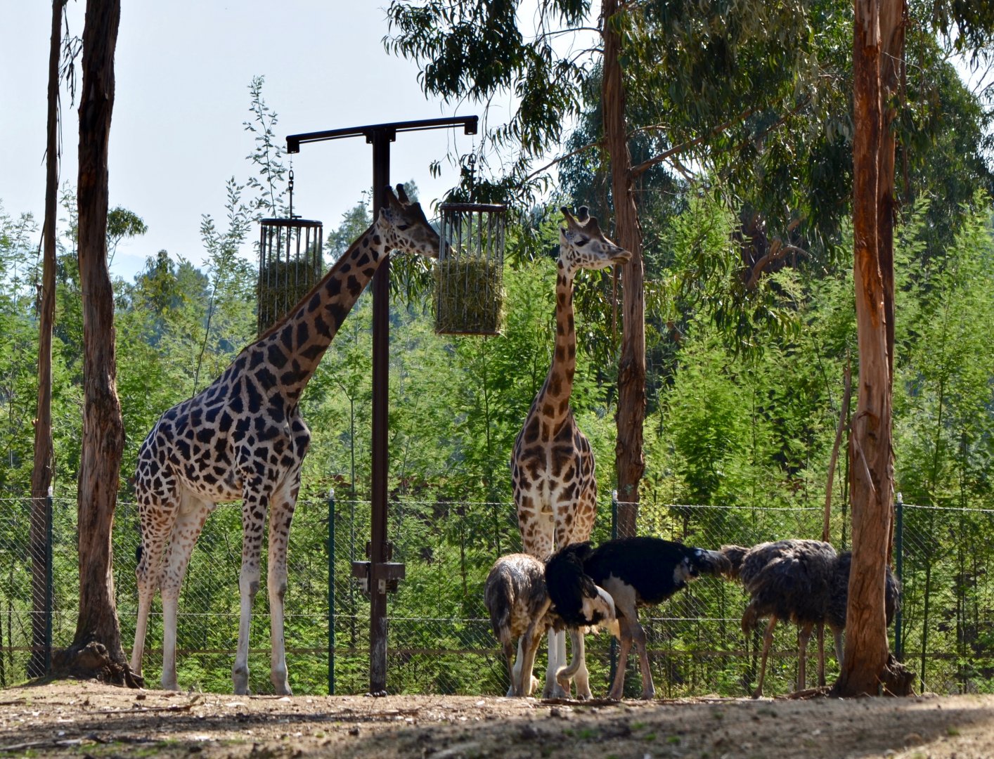 Giraffes and Ostriches at Zoo Santo Inácio