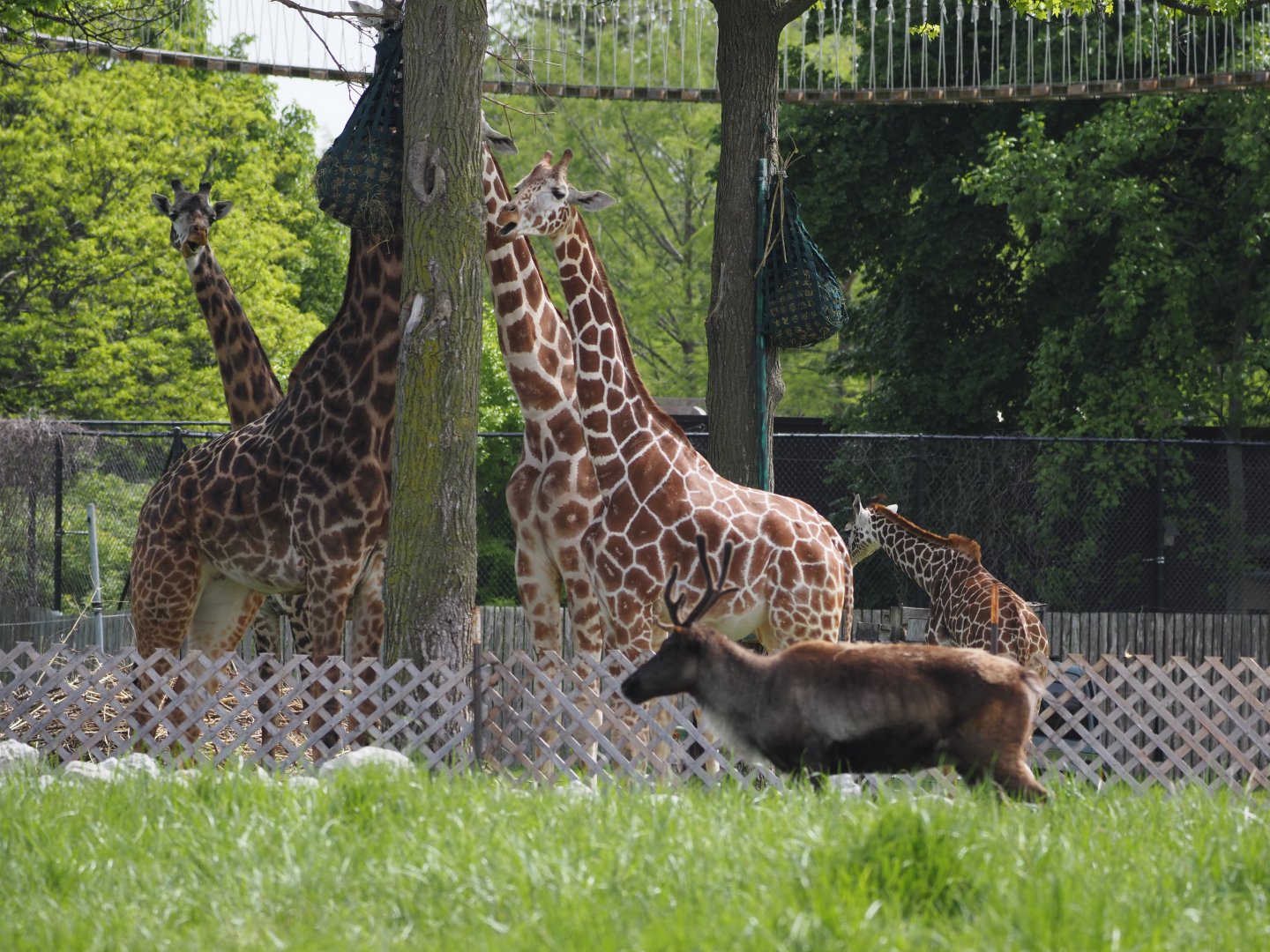 Giraffes and Reindeer