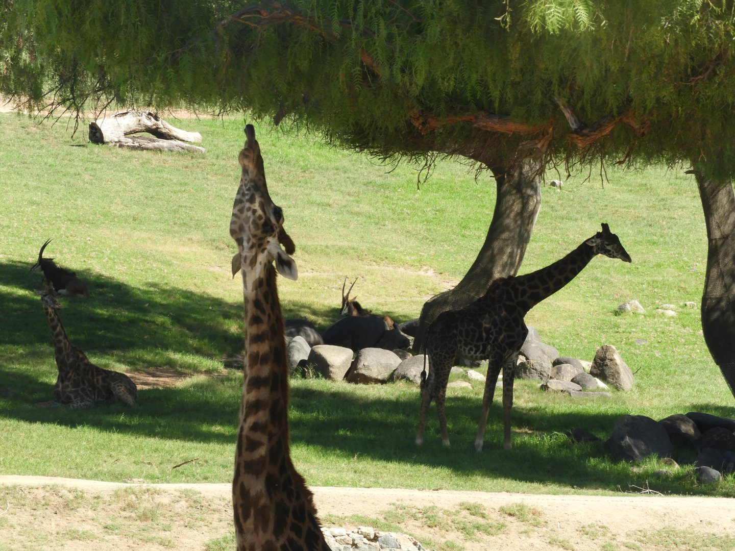 Giraffes and sable antelope