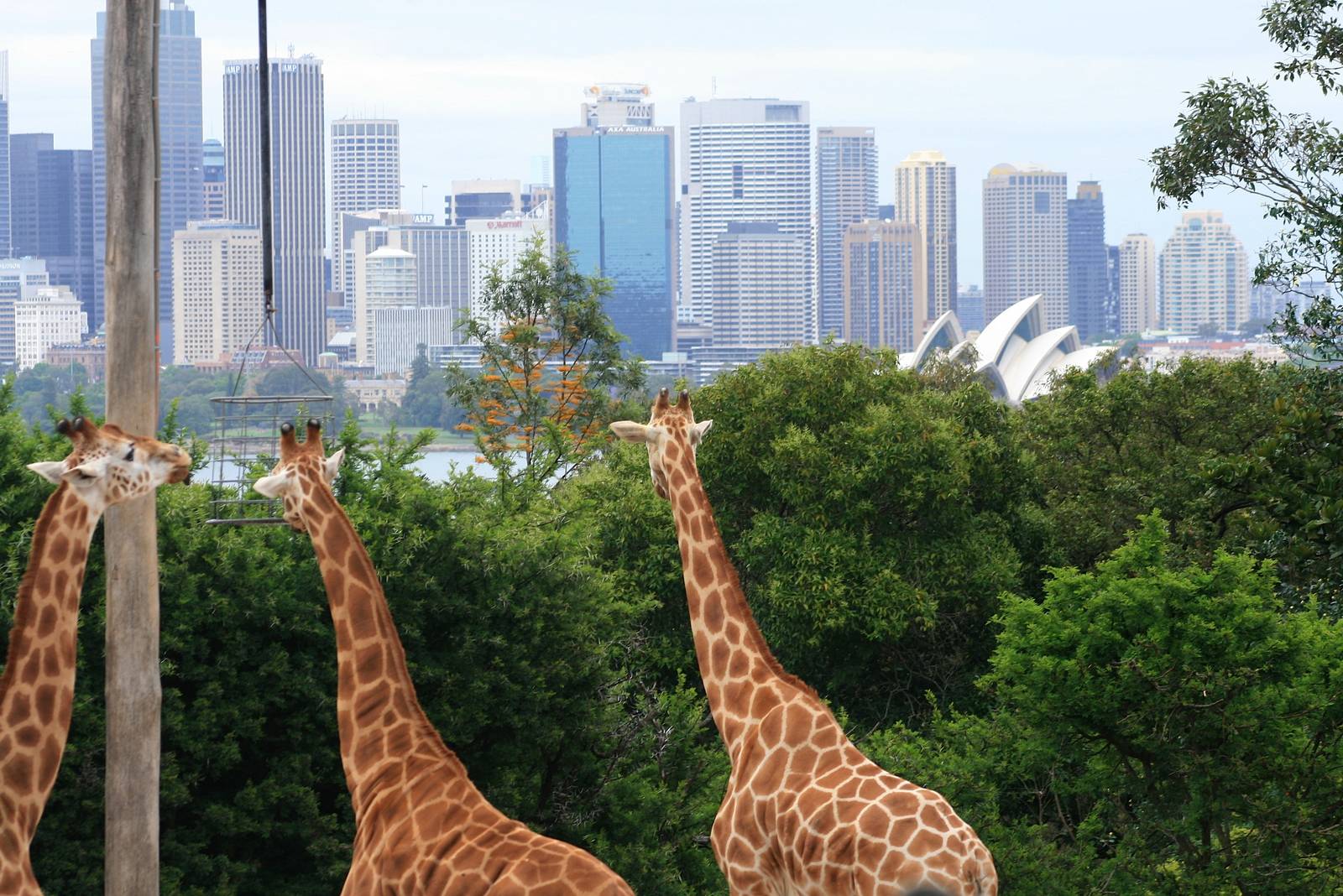 Giraffes and Sydney
