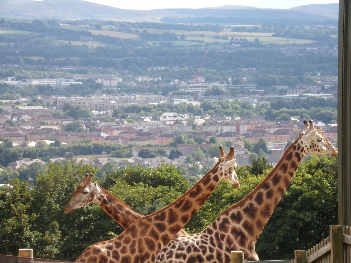 Giraffes and the view 18.7.25