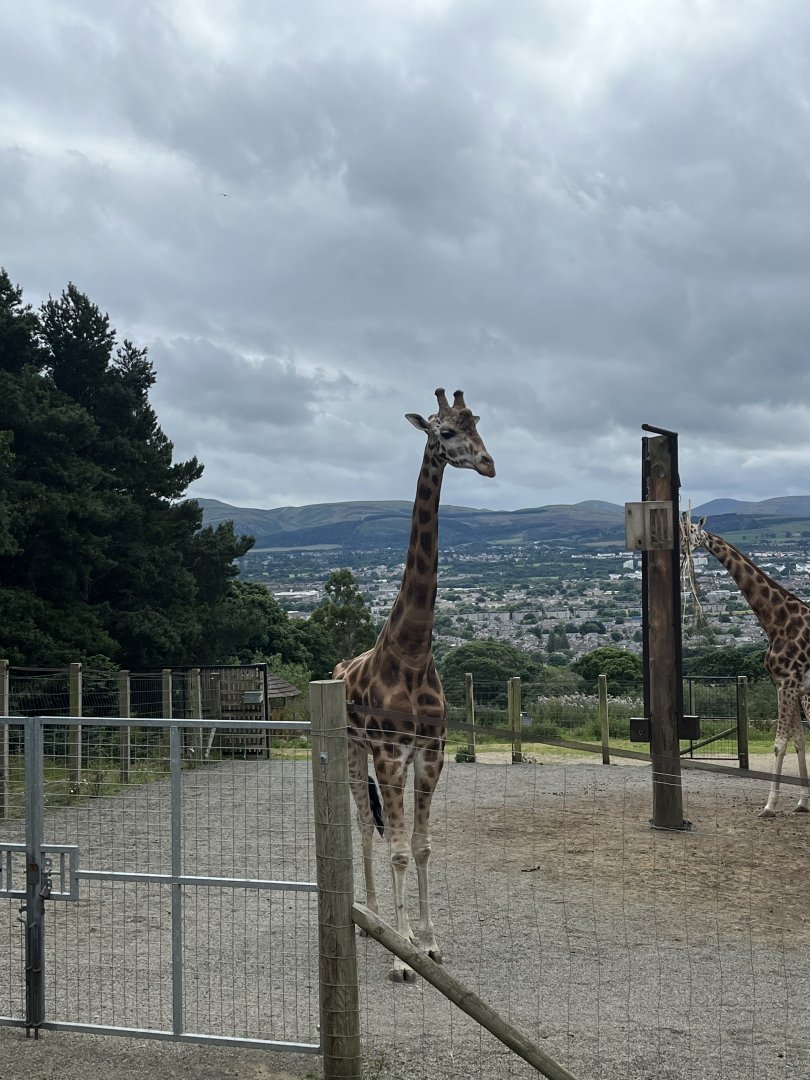 Giraffes and view 19.7.24