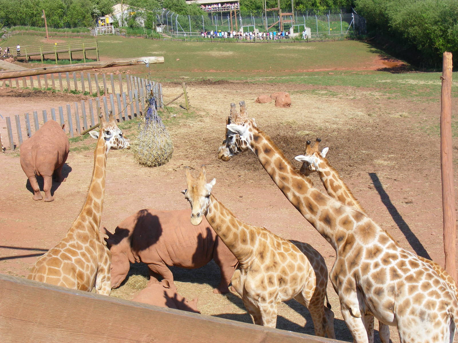 Giraffes and white rhinos at South Lakes Wild Animal Park, 23 May 2010