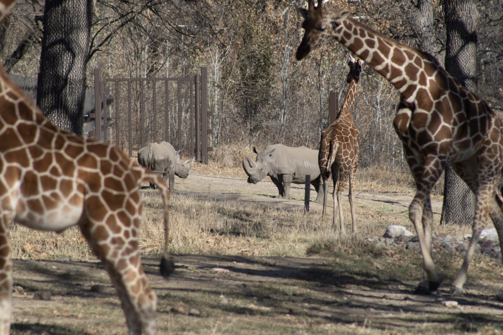 Giraffes and White Rhinos