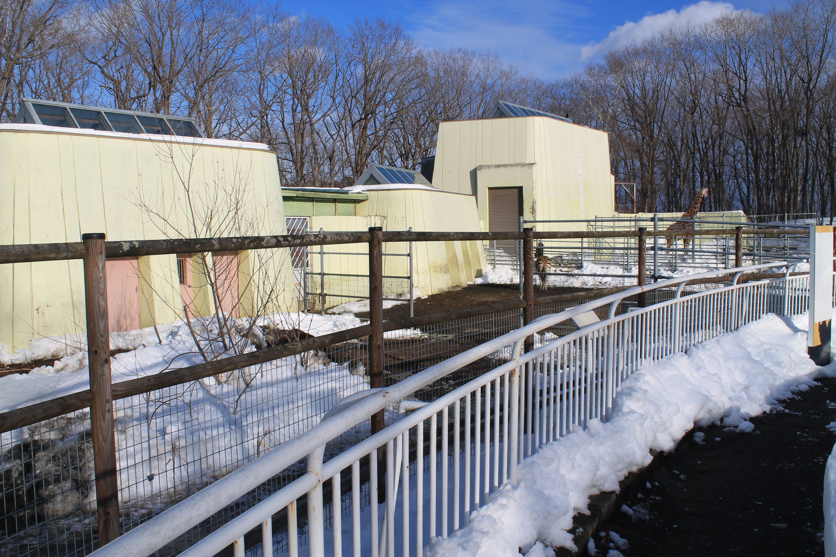 Giraffes and Zebra, Kushiro Zoo